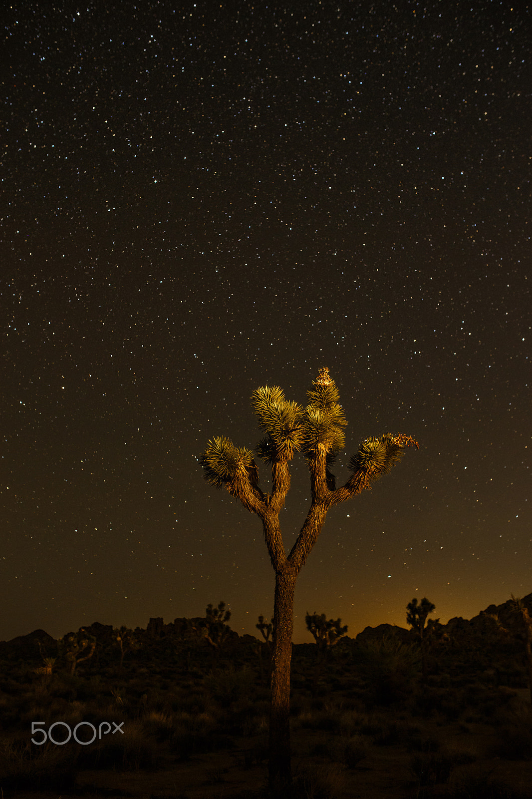 Sigma 35mm F1.4 DG HSM Art sample photo. Joshua tree at keys west photography