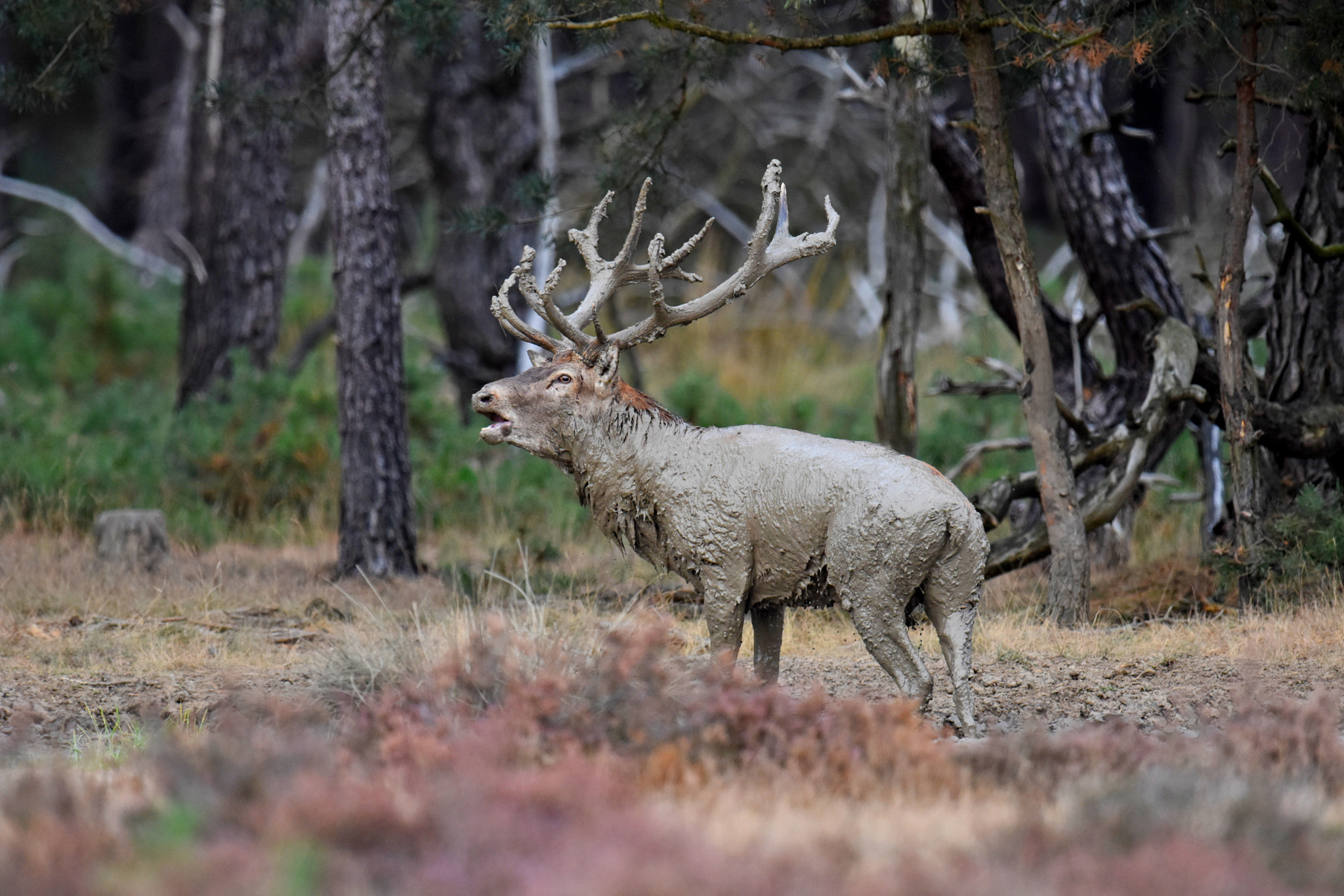 Nikon D7200 + Nikon AF-S Nikkor 600mm F4G ED VR sample photo. Fango photography