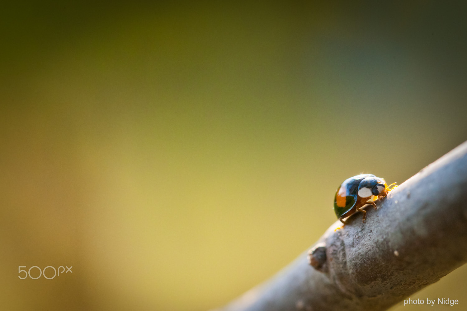Canon EF 100mm F2.8L Macro IS USM sample photo. Ladybug photography