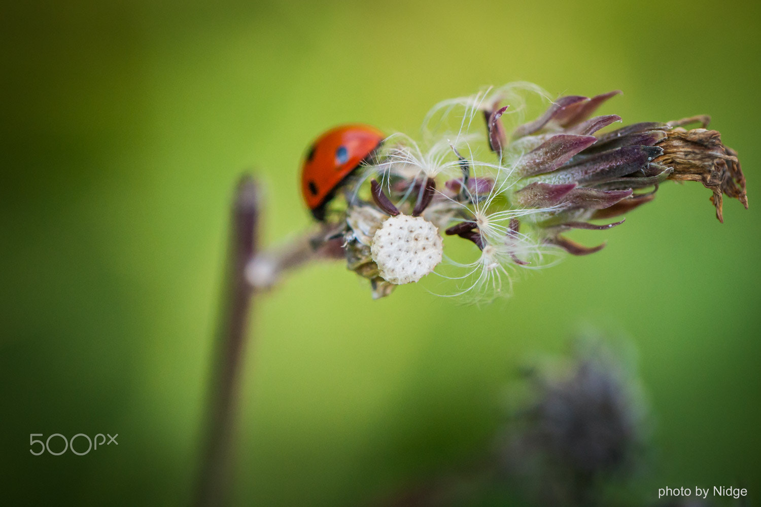 Canon EF 100mm F2.8L Macro IS USM sample photo. Ladybug photography