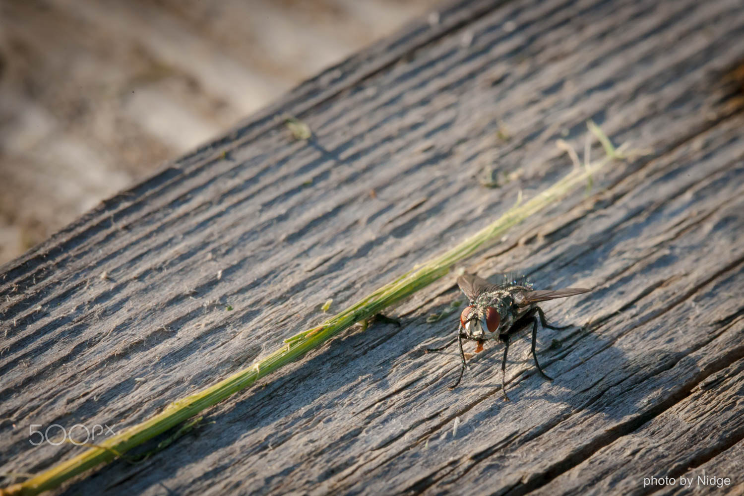 Canon EF 100mm F2.8L Macro IS USM sample photo. Fly photography