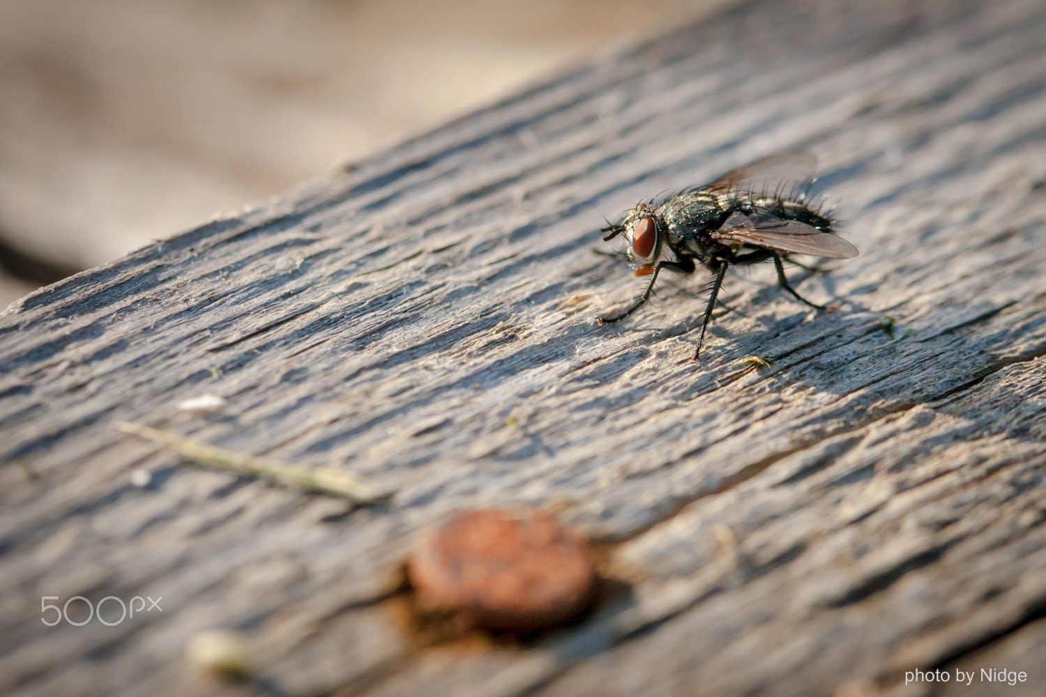 Canon EF 100mm F2.8L Macro IS USM sample photo. Fly photography
