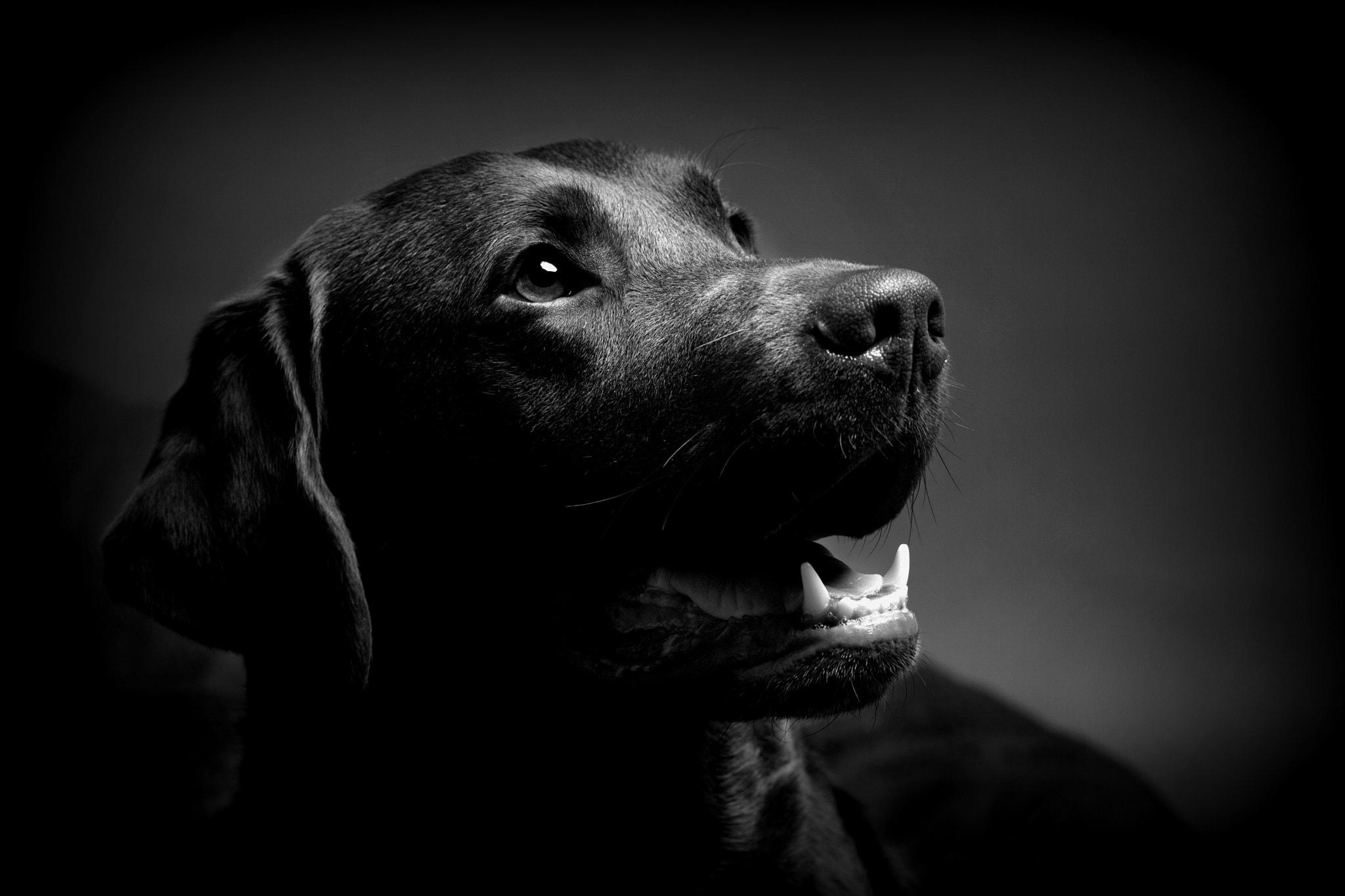 Sony ILCA-77M2 sample photo. Labrador - henry photography