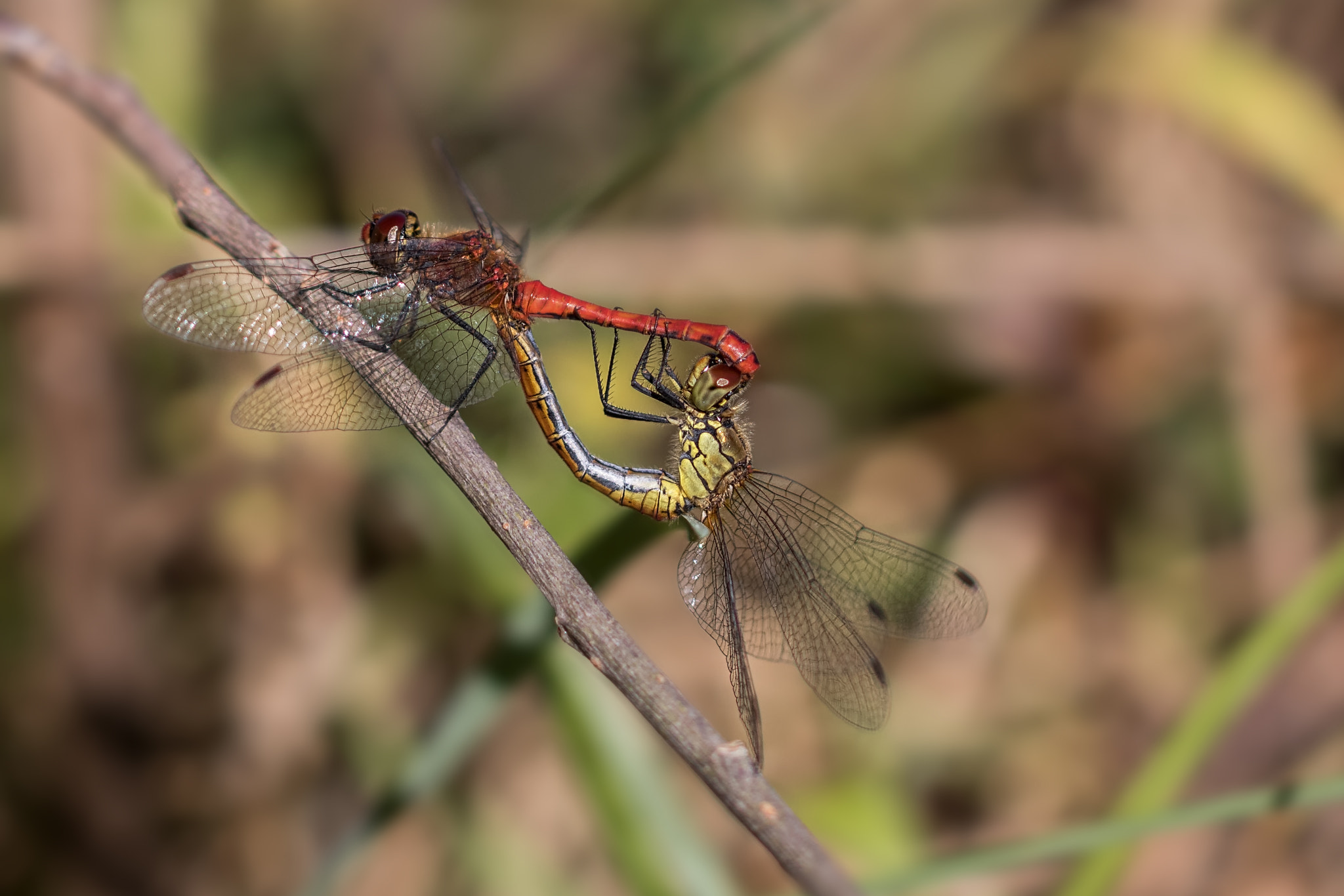 Canon EOS 80D + Canon EF 100mm F2.8L Macro IS USM sample photo. Libellen photography