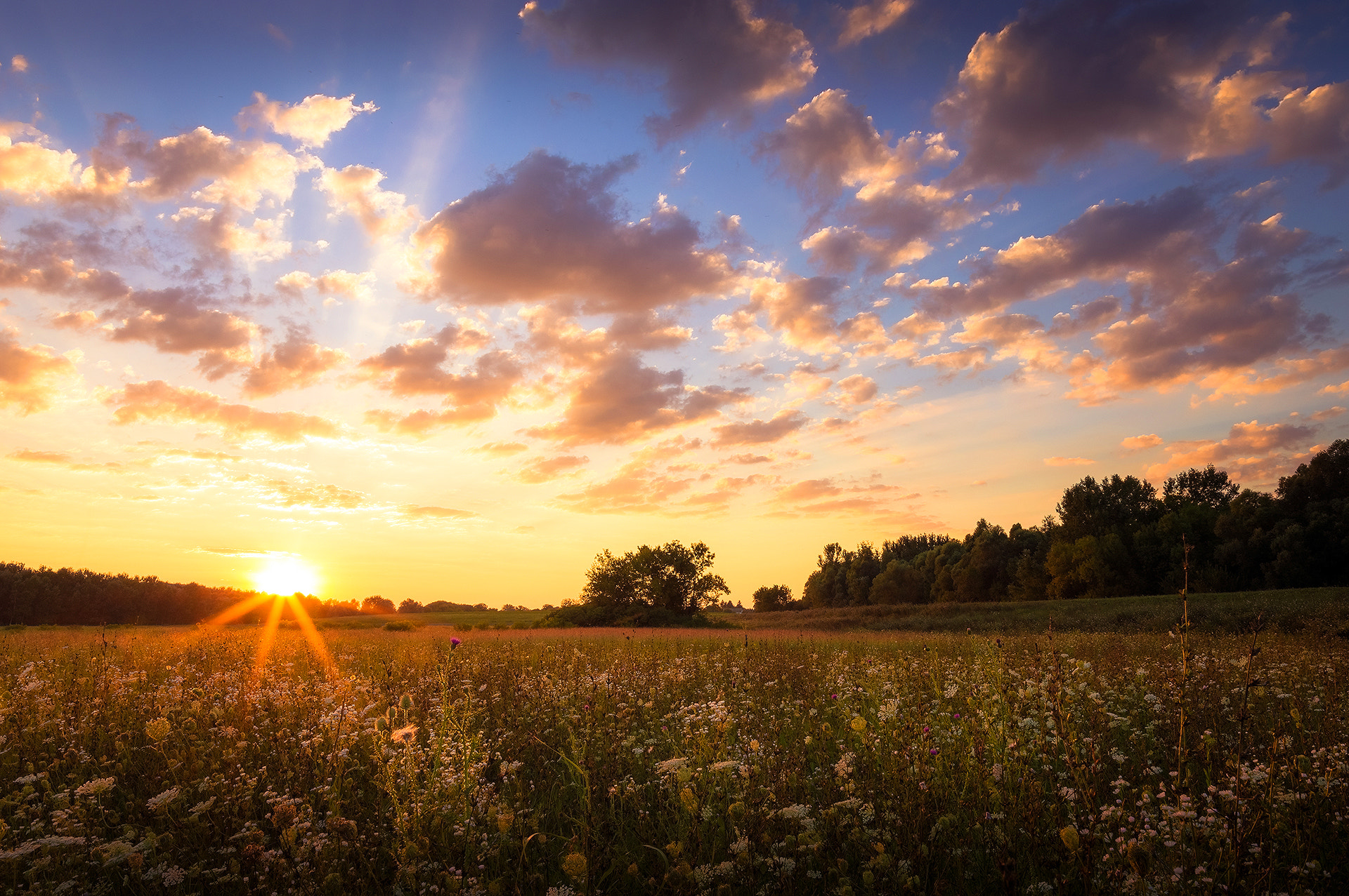 Samyang 16mm F2 ED AS UMC CS sample photo. Dreamy meadow photography