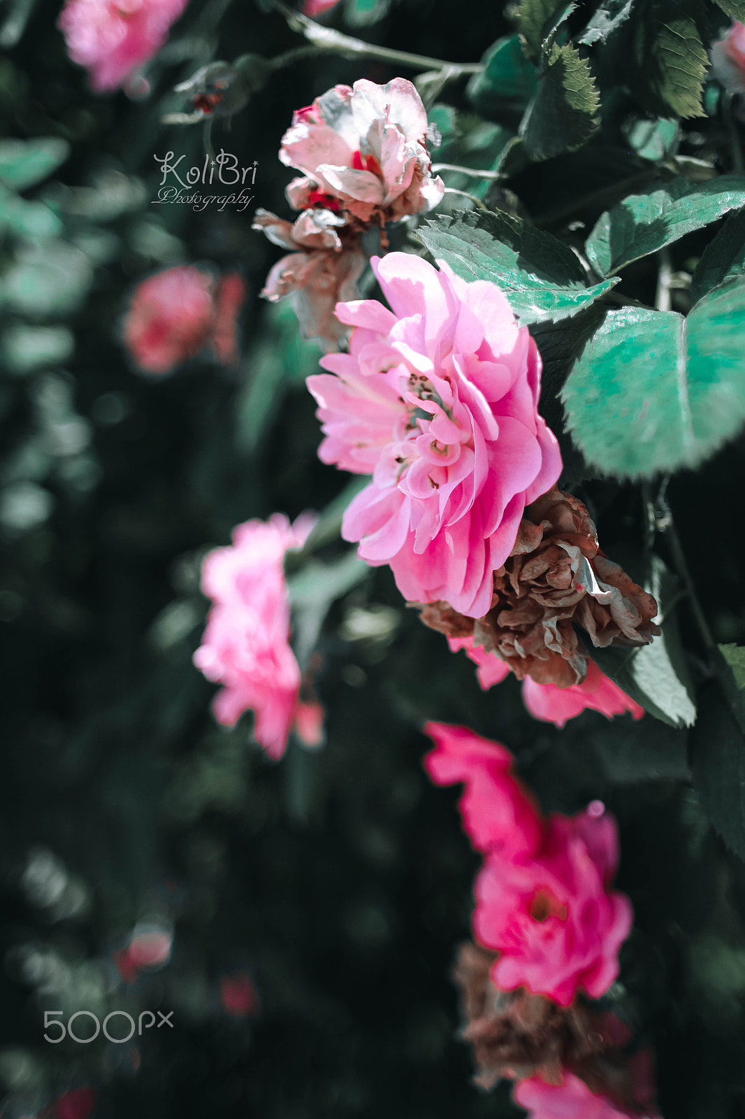 Canon EF 35-80mm f/4-5.6 sample photo. Flower tenderness photography