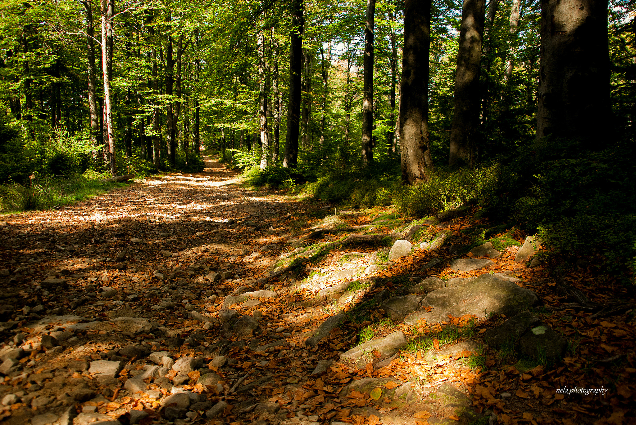 Nikon D80 + Sigma 18-200mm F3.5-6.3 DC sample photo. Autumn shadows photography