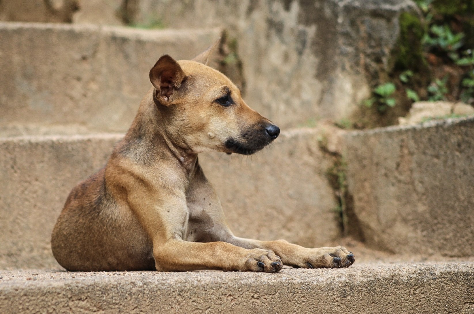 Canon EOS 80D + EF75-300mm f/4-5.6 sample photo. Pup on road photography