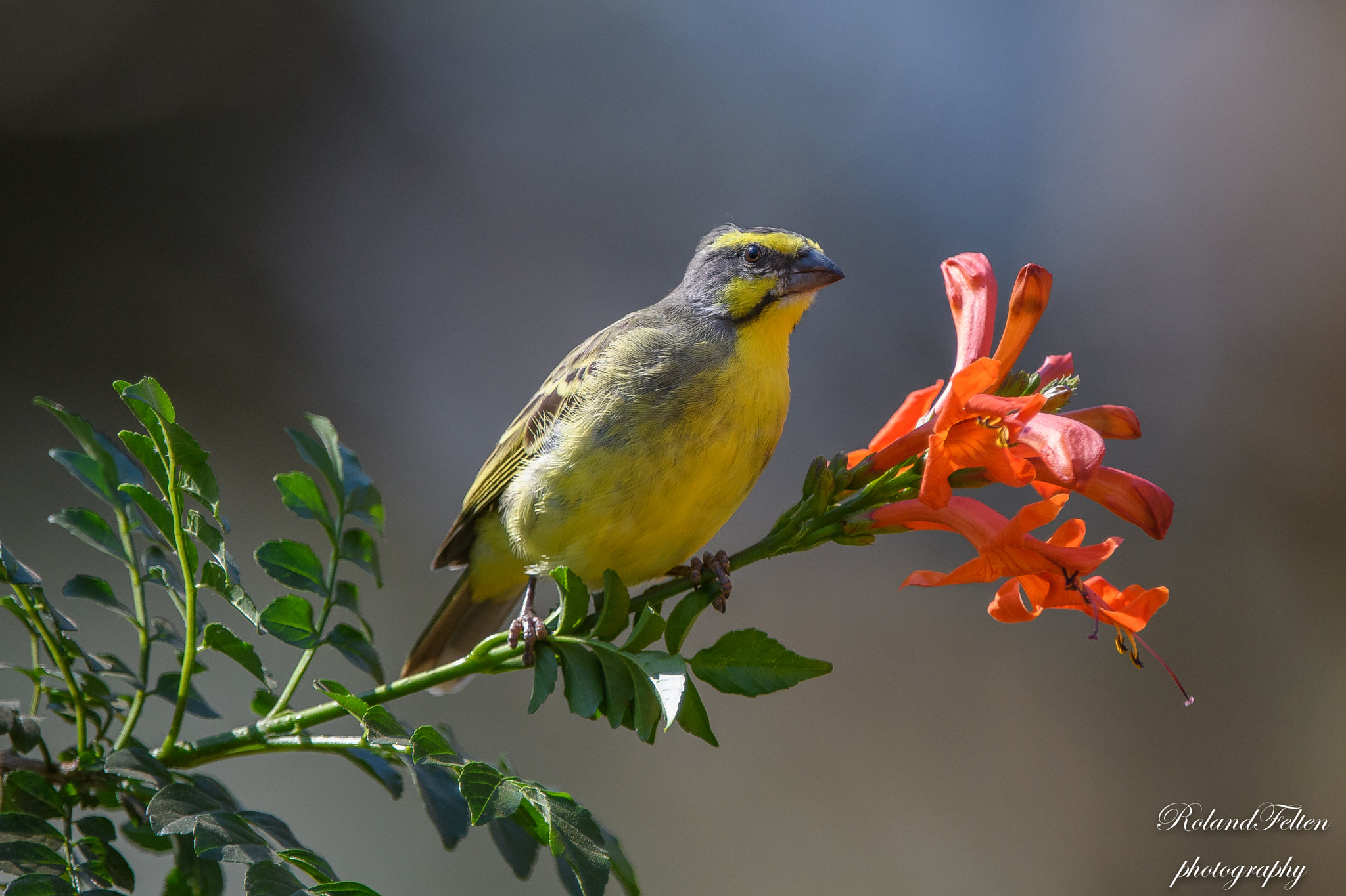 Nikon AF-S Nikkor 200-400mm F4G ED-IF VR sample photo. Yellow-fronted canary photography