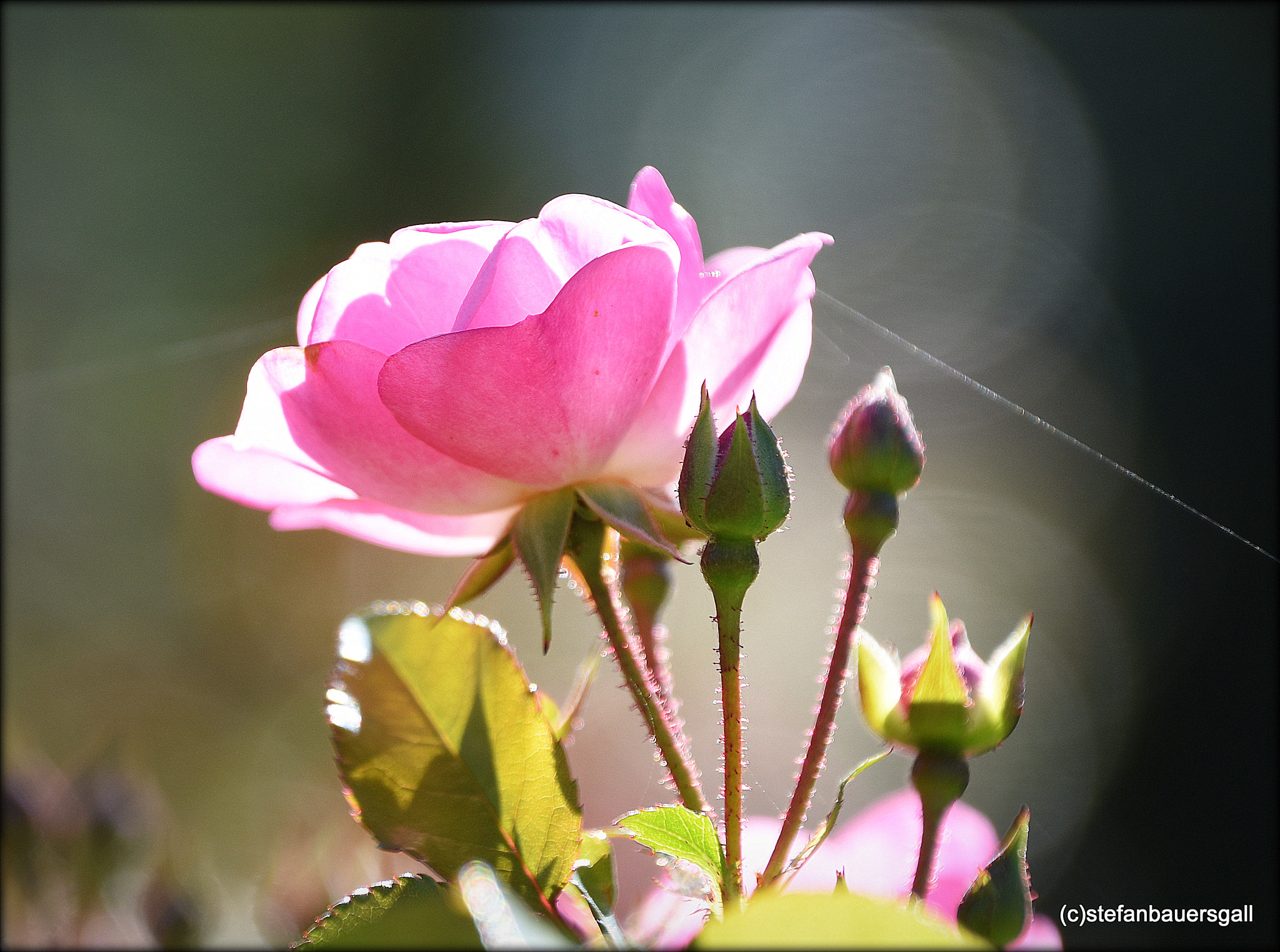 Nikon D810 sample photo. "rose" photography