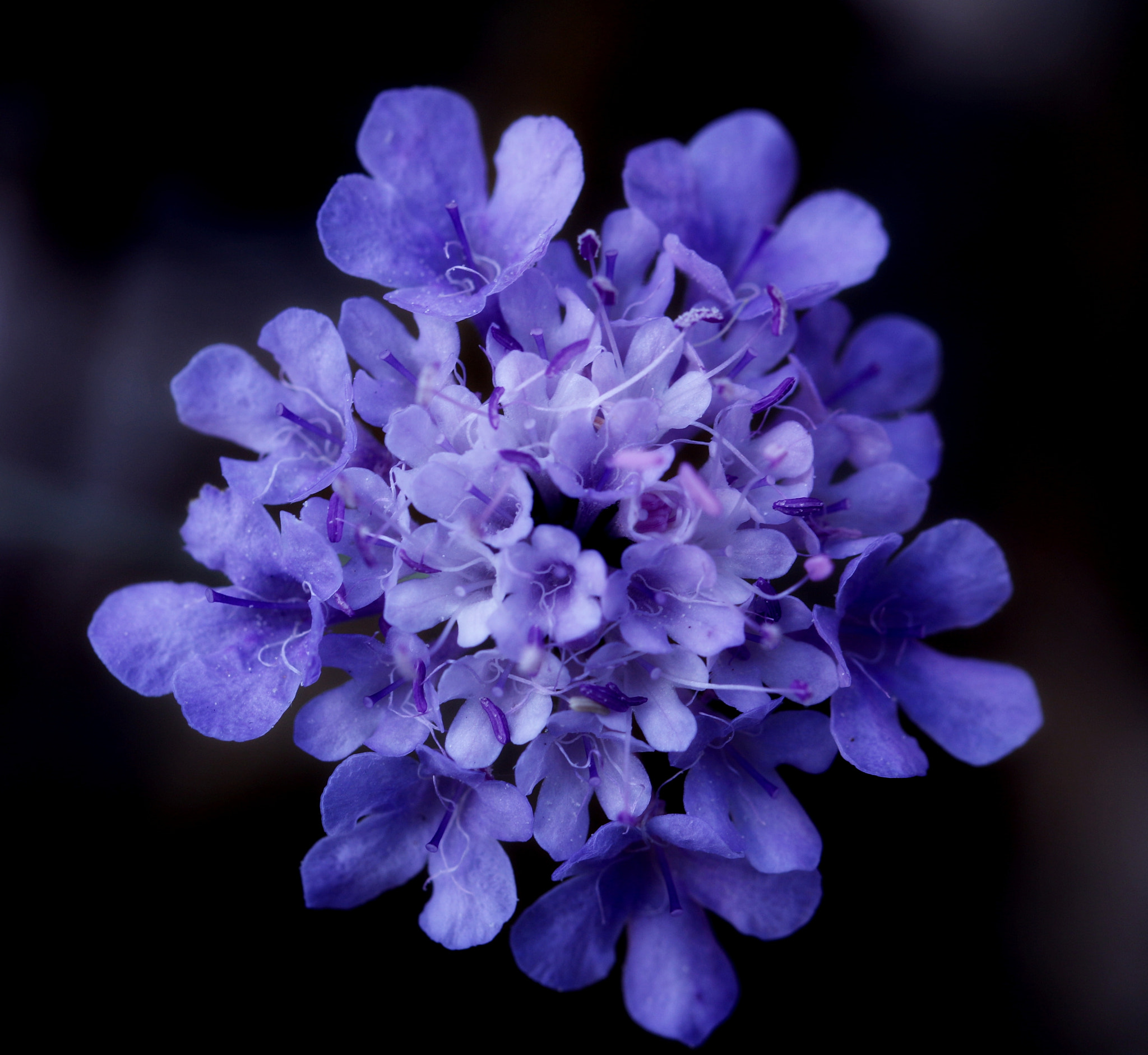 Canon EOS 70D + Canon EF 100mm F2.8L Macro IS USM sample photo. Fleurs -  29 septembre 2016 photography