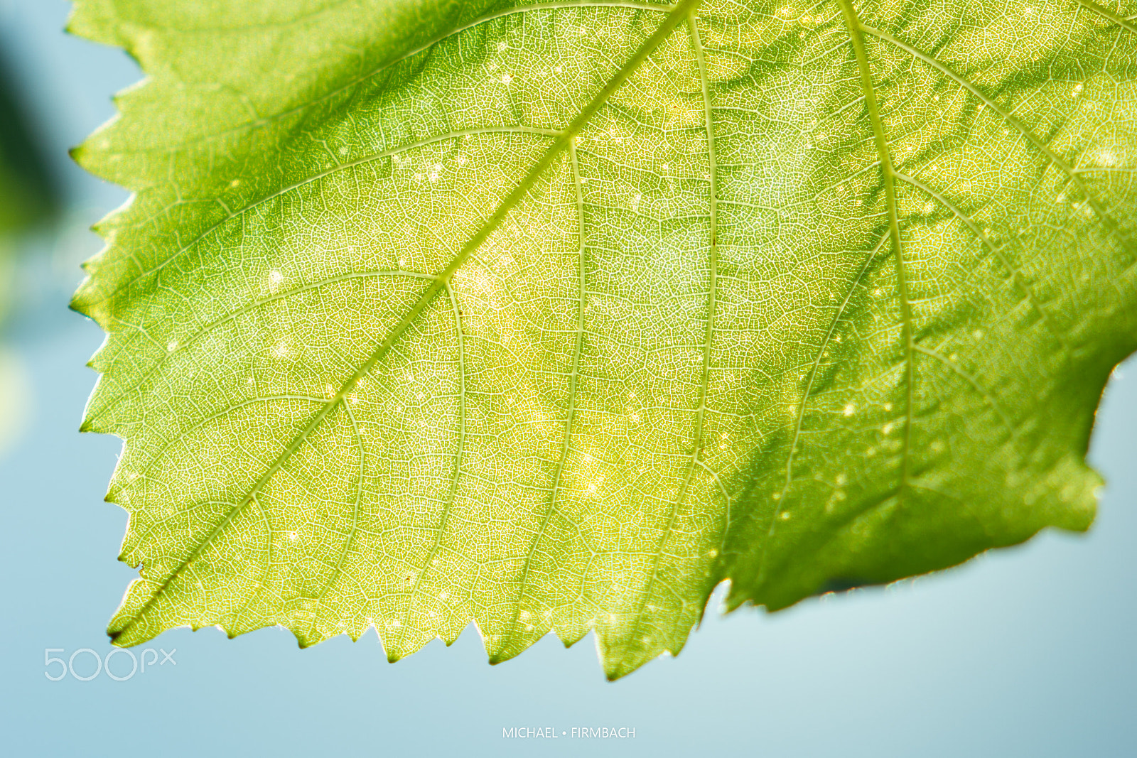 Sony a6000 + Sony Sonnar T* FE 55mm F1.8 ZA sample photo. Weintraubenblatt photography