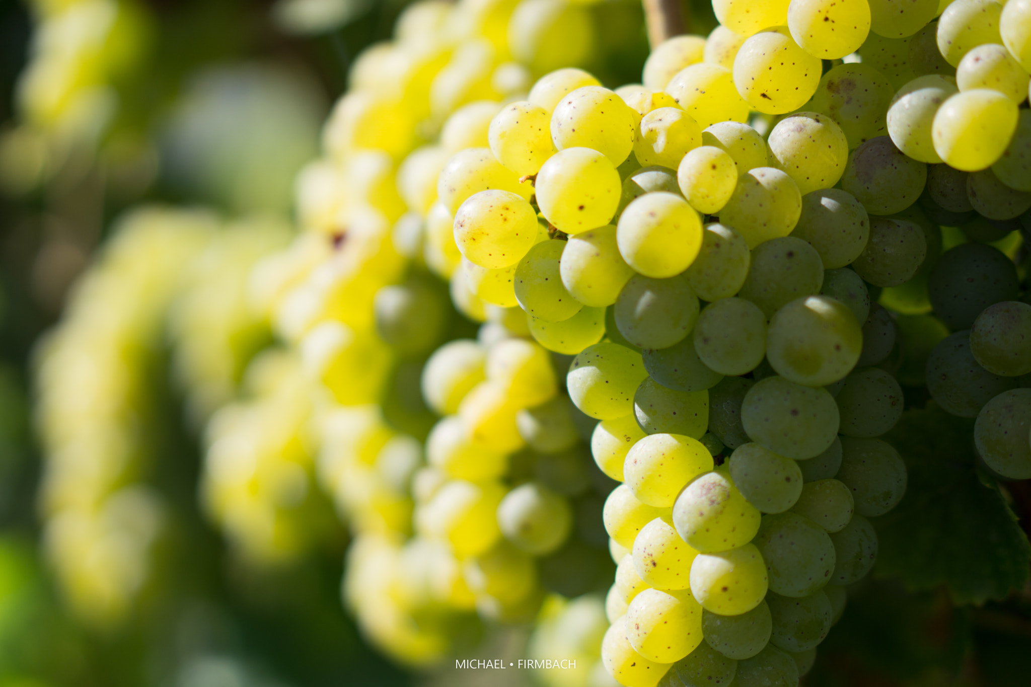 Sony a6000 + Sony Sonnar T* FE 55mm F1.8 ZA sample photo. Weintrauben photography