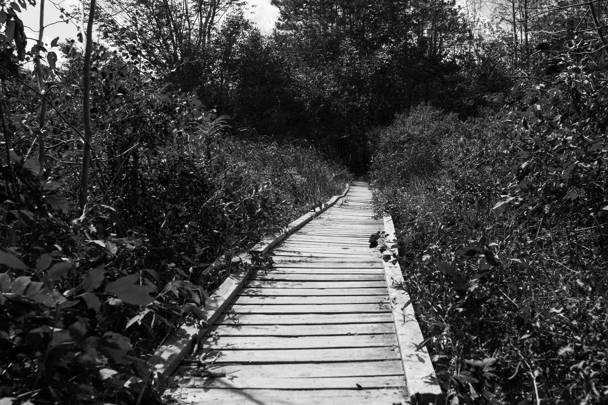 Canon EOS 600D (Rebel EOS T3i / EOS Kiss X5) + Canon EF 24mm F2.8 sample photo. Path to adventure photography