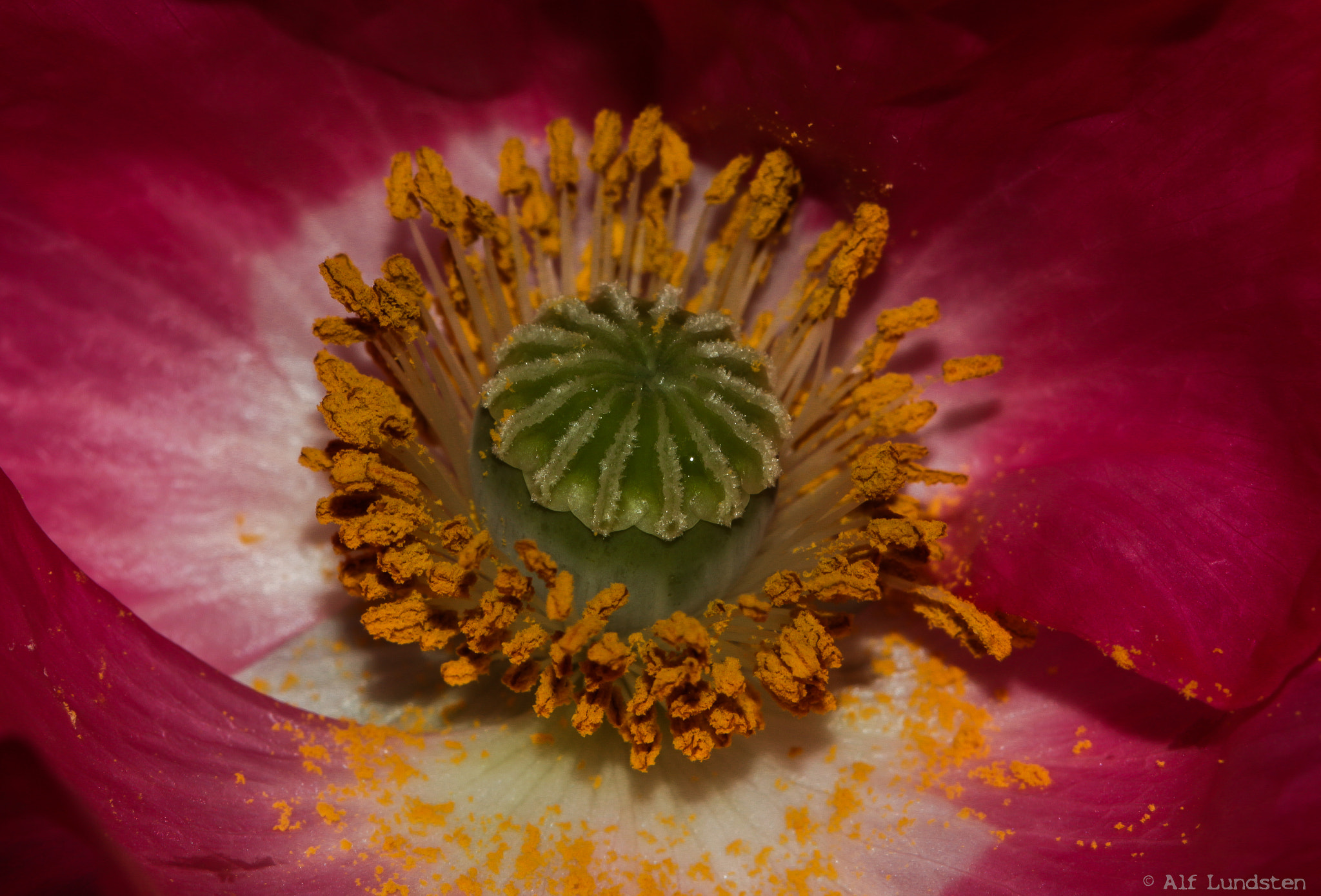 Canon EF 100mm F2.8 Macro USM sample photo. Poppy-gold photography