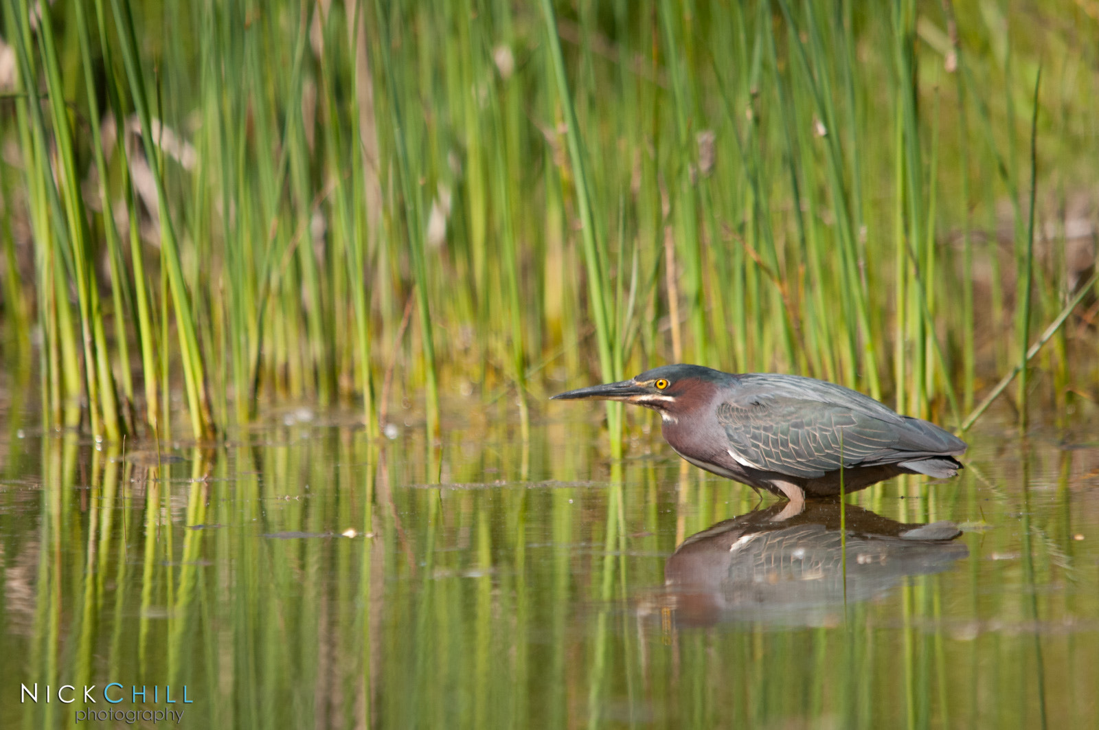 Sigma 150-500mm F5-6.3 DG OS HSM sample photo. Green heron hunting photography