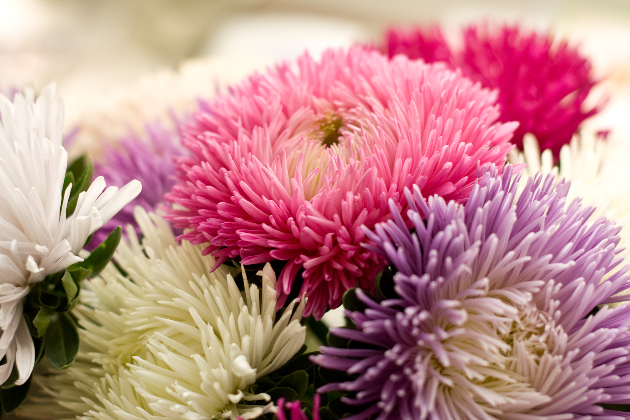 Canon EF 50mm F1.8 II sample photo. Autumn flowers. asters photography