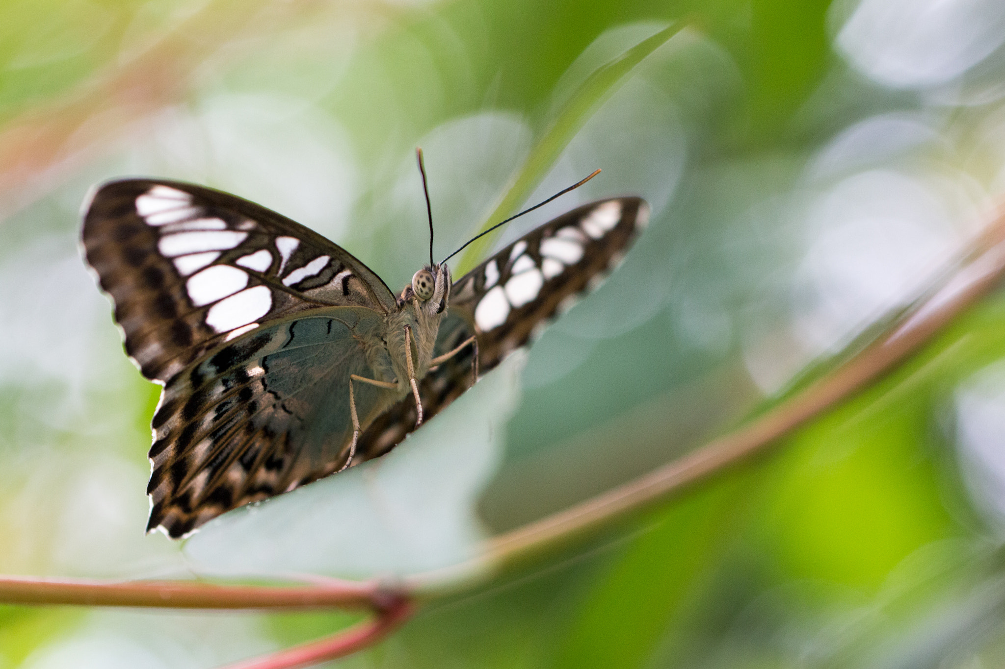Canon EOS 70D + Canon EF 100mm F2.8L Macro IS USM sample photo. Butterfly photography