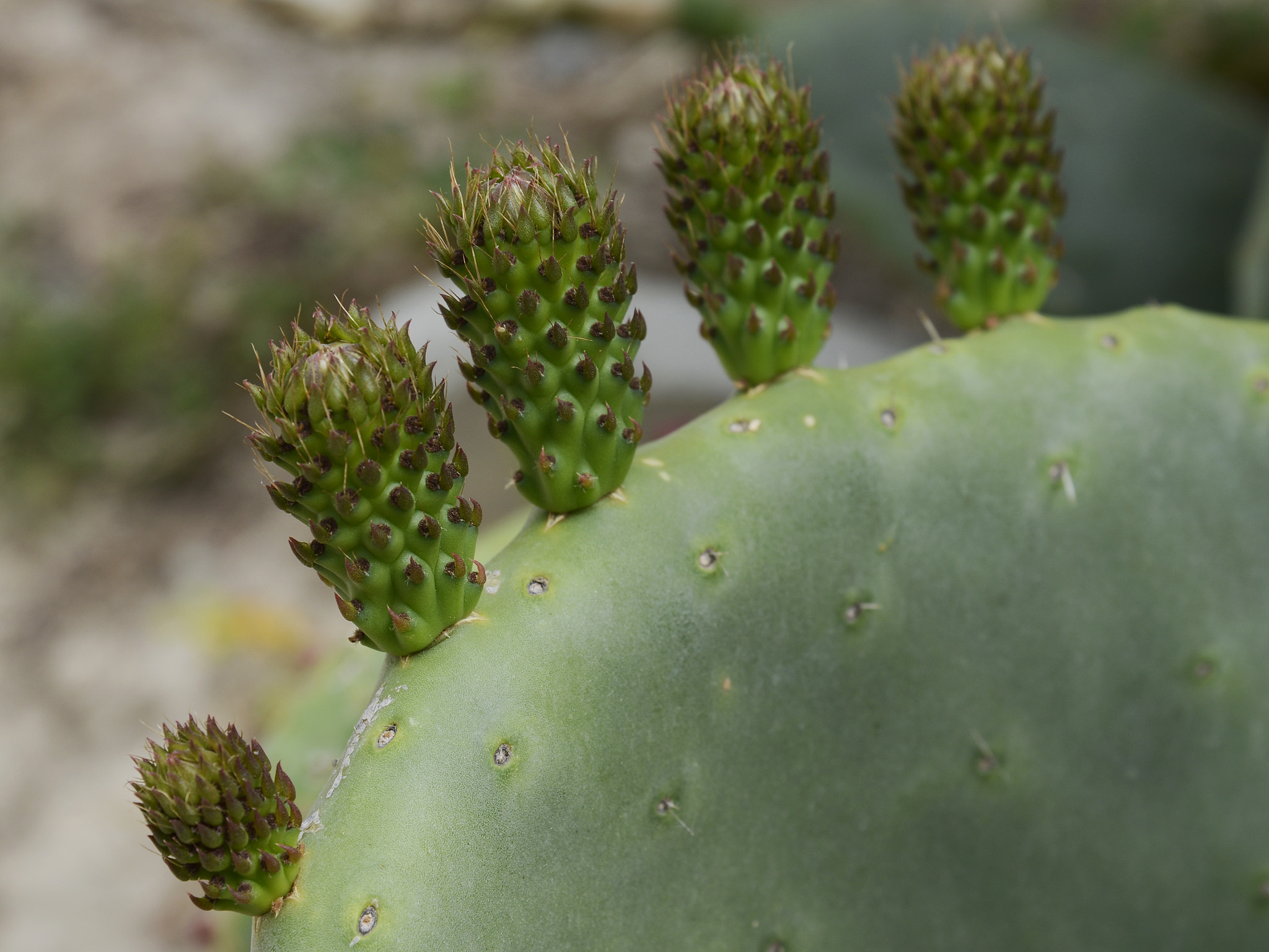 Sigma 24-60mm F2.8 EX DG sample photo. Cactus photography