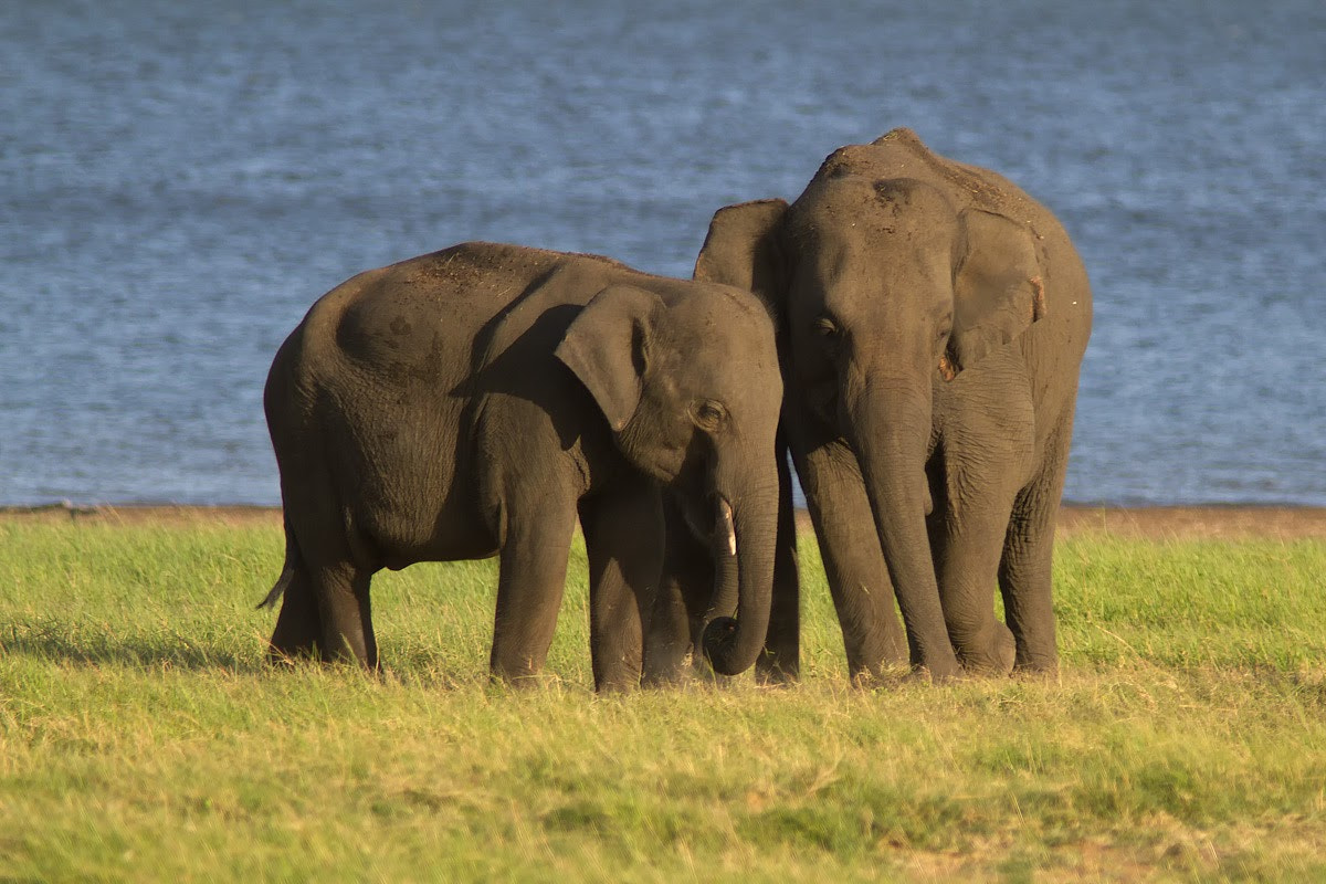 Canon EF 300mm F4L IS USM sample photo. Elephants at minneriya national park, sri lanka photography