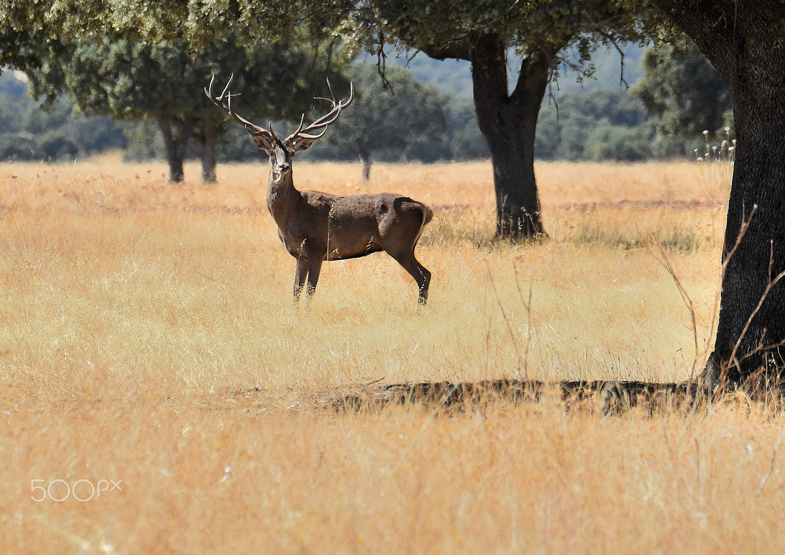 Tamron SP 70-200mm F2.8 Di VC USD sample photo. Deer (cervus elaphus) photography