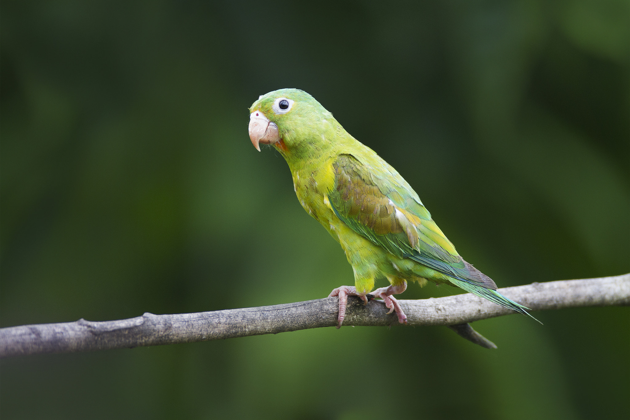Canon EOS 7D + Canon EF 600mm f/4L IS sample photo. Orange-chinned parakeet photography
