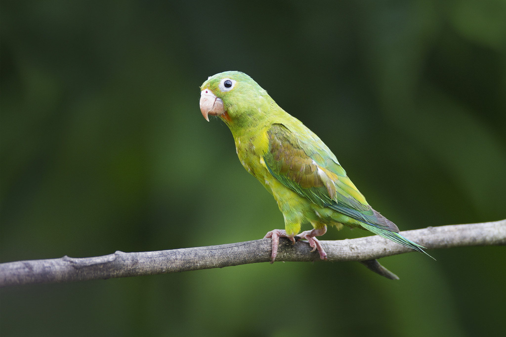 Canon EOS 7D sample photo. Orange-chinned parakeet photography