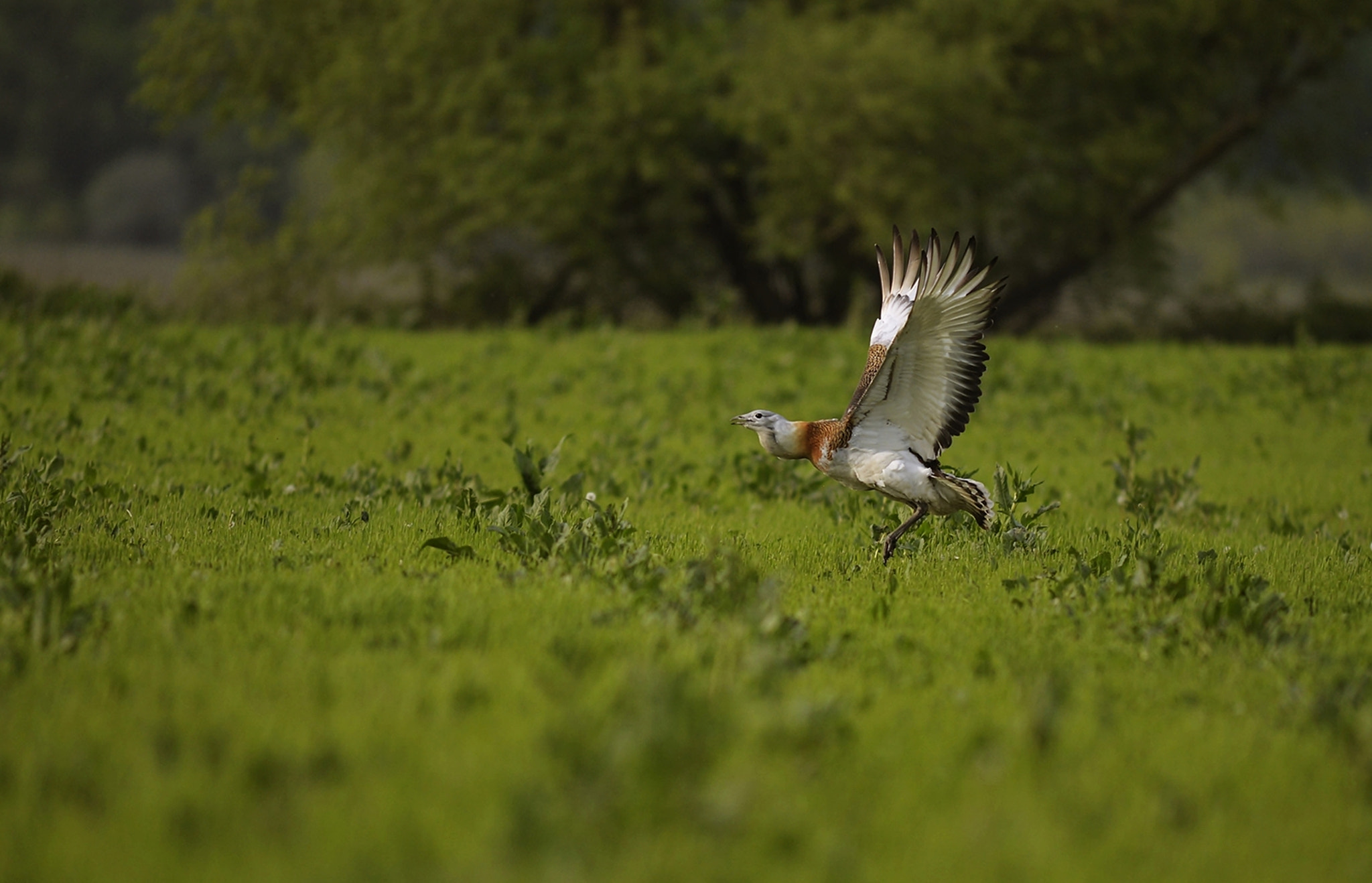 Nikkor 500mm f/4 P ED IF sample photo. Otis tarda photography