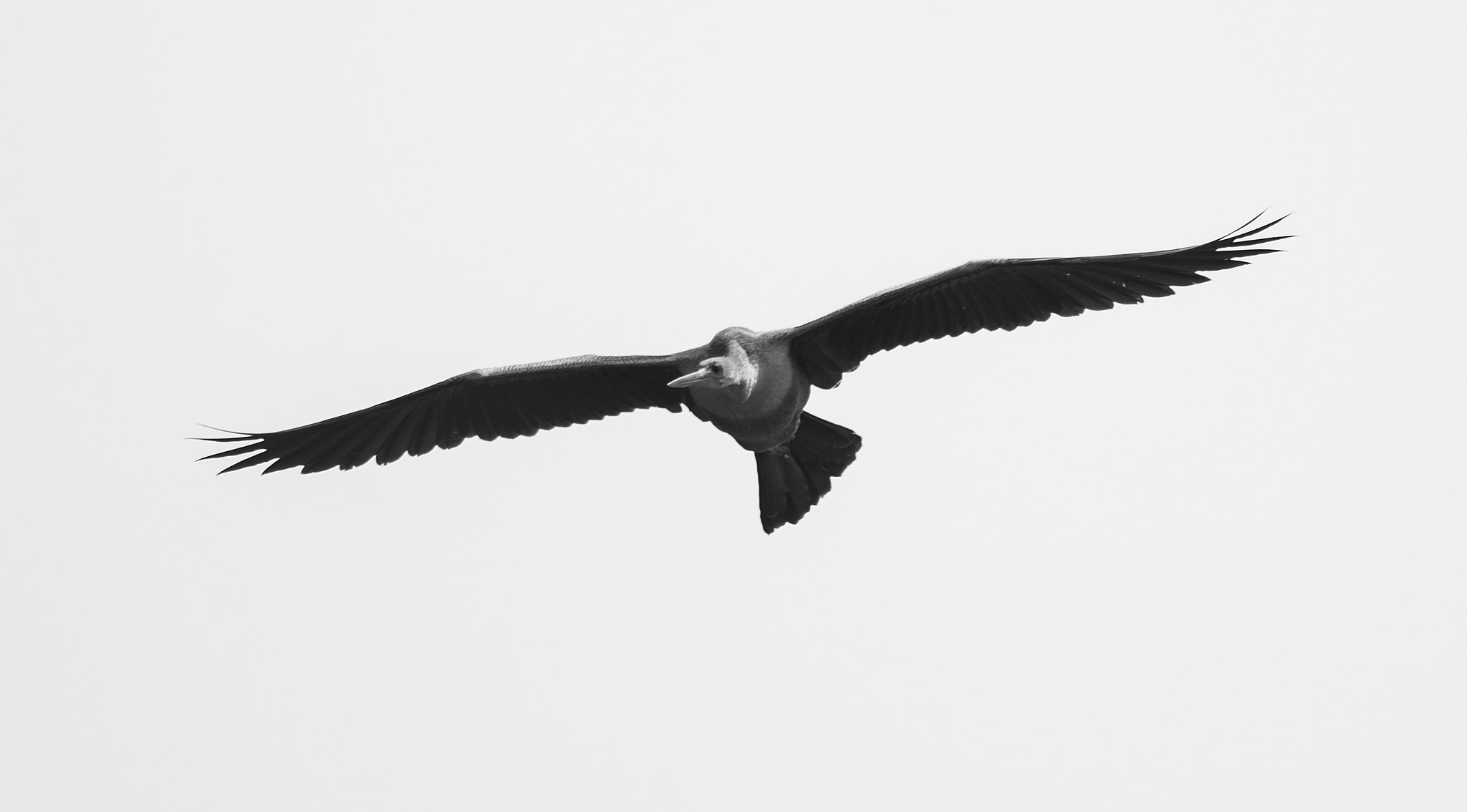 Nikon D600 sample photo. Anhinga photography