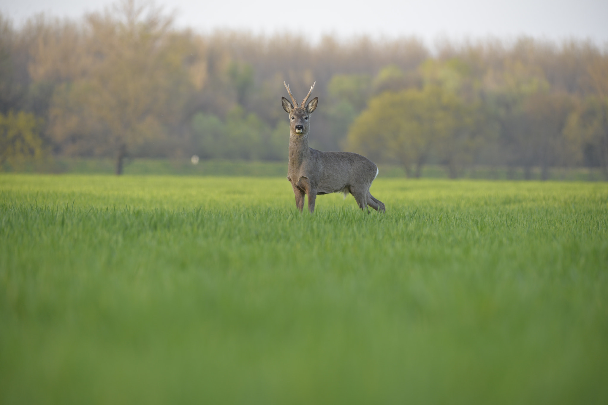 Nikon D610 sample photo. Deer photography