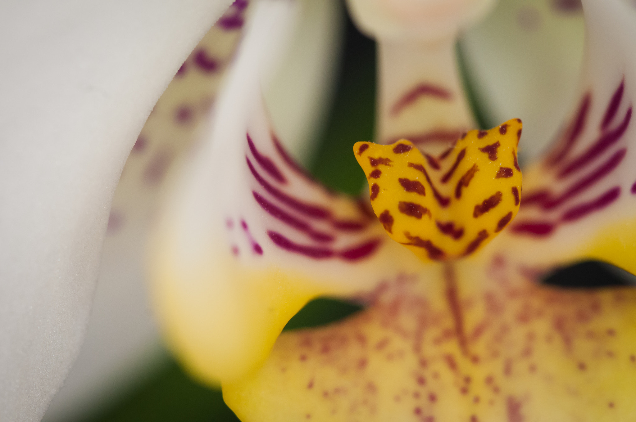 Nikon D300 + Sigma 150mm F2.8 EX DG Macro HSM sample photo. Macro of phalaenopsis orchid photography