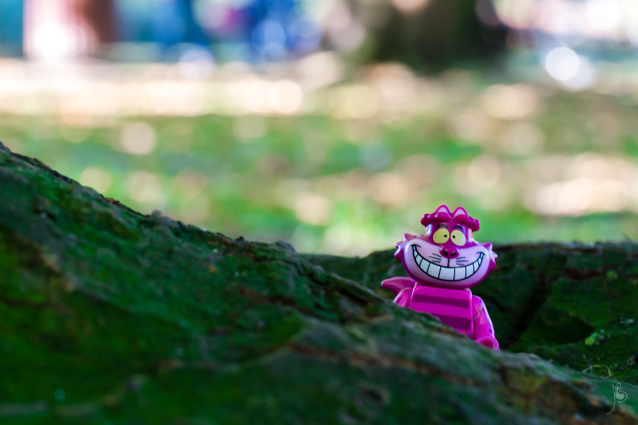 Canon EF 24-70mm F4L IS USM sample photo. Cheshire cat (2) photography