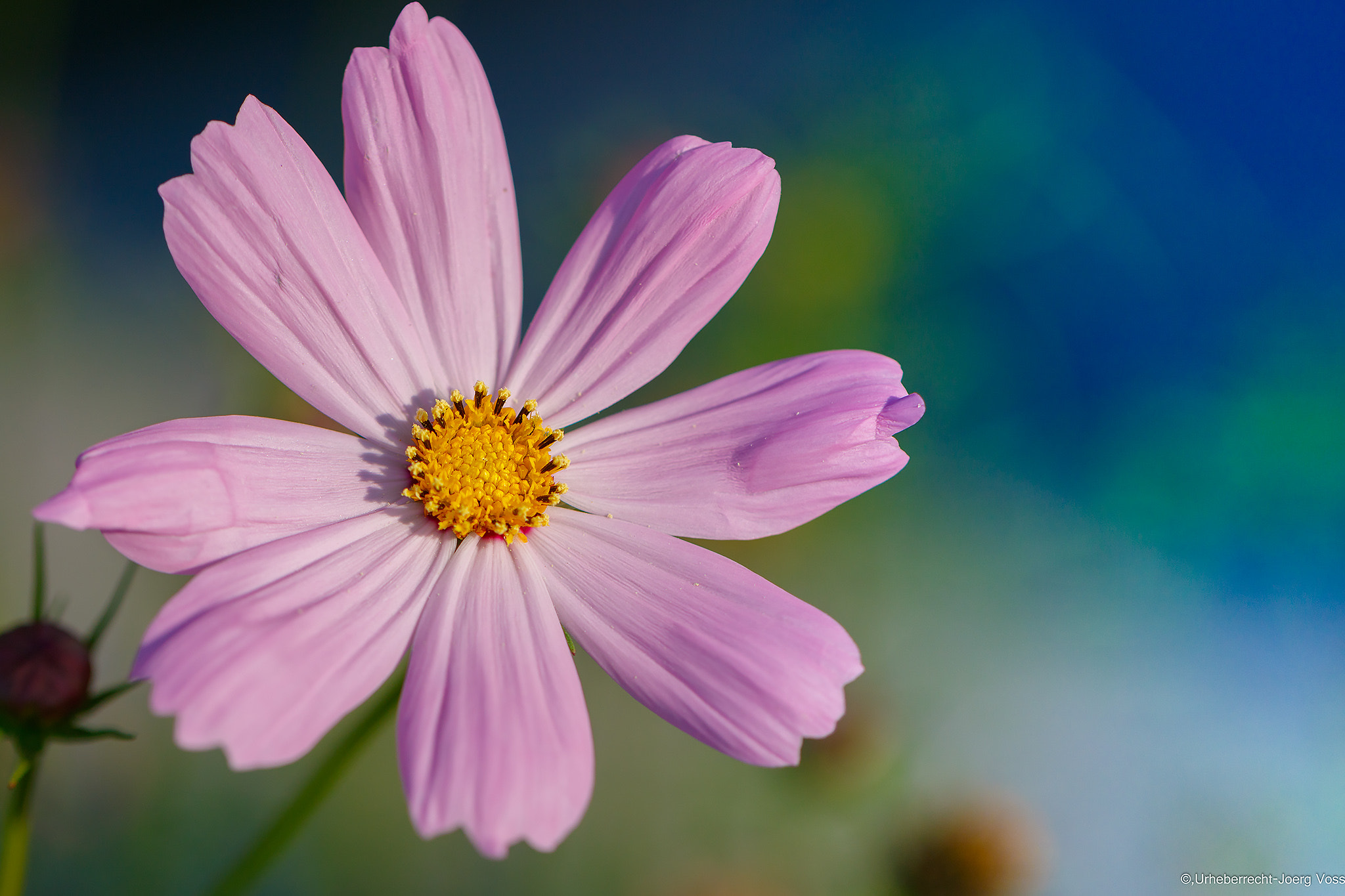 Canon EF 100mm F2.8L Macro IS USM sample photo. Colour burst .... photography