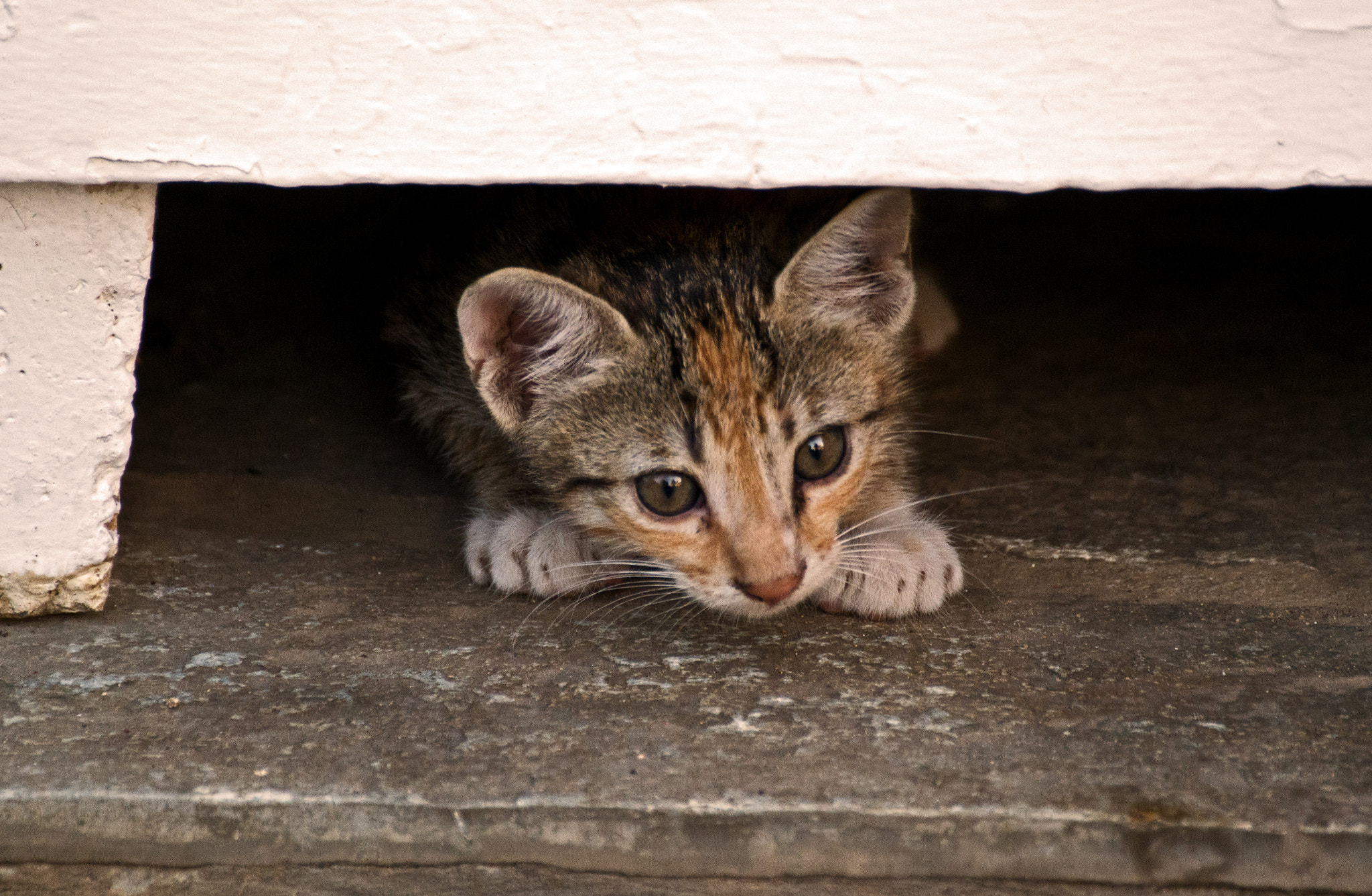 Nikon D3100 sample photo. Hello kitty... photography