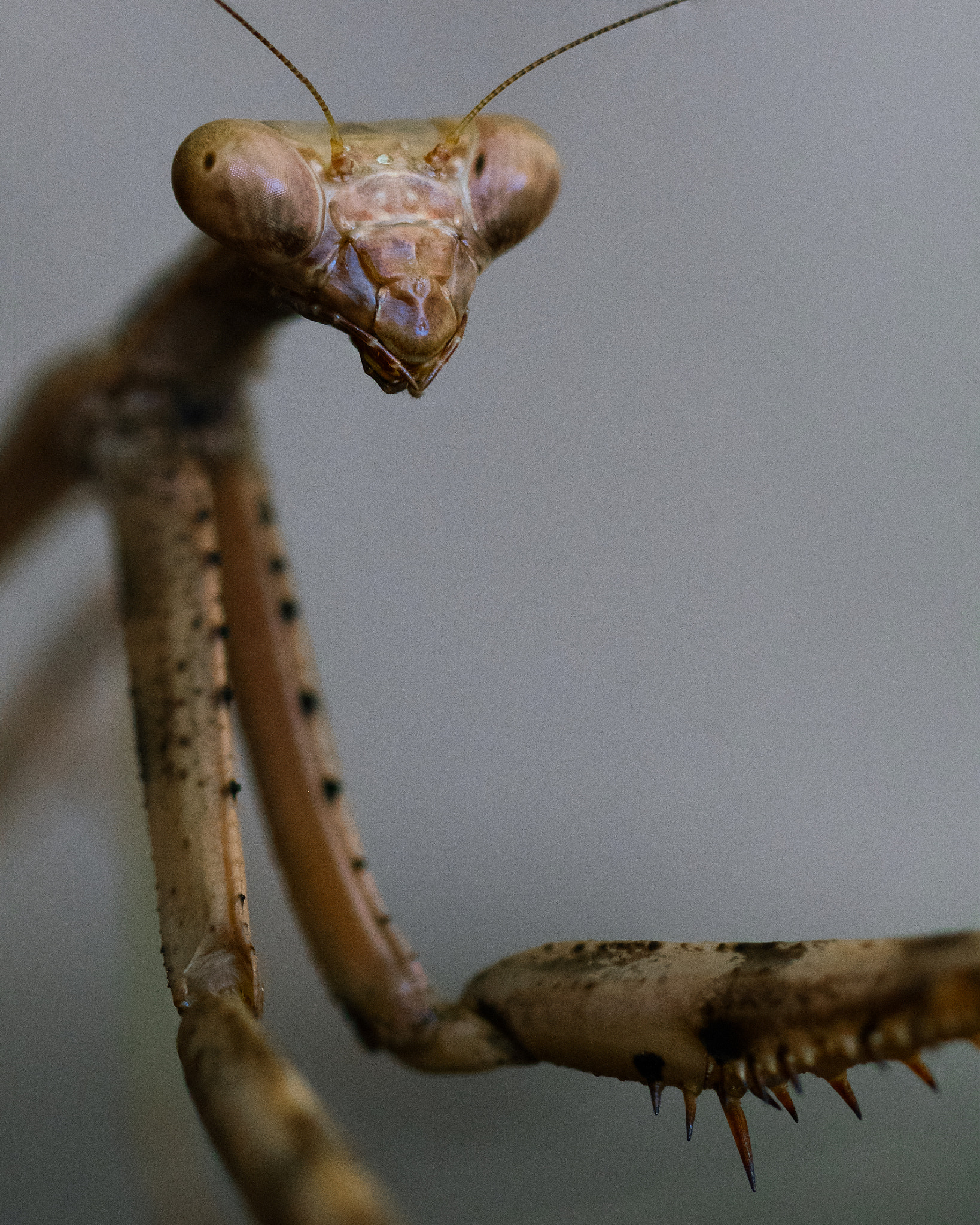 Olympus OM-D E-M1 + OLYMPUS 50mm Lens sample photo. Mantis photography