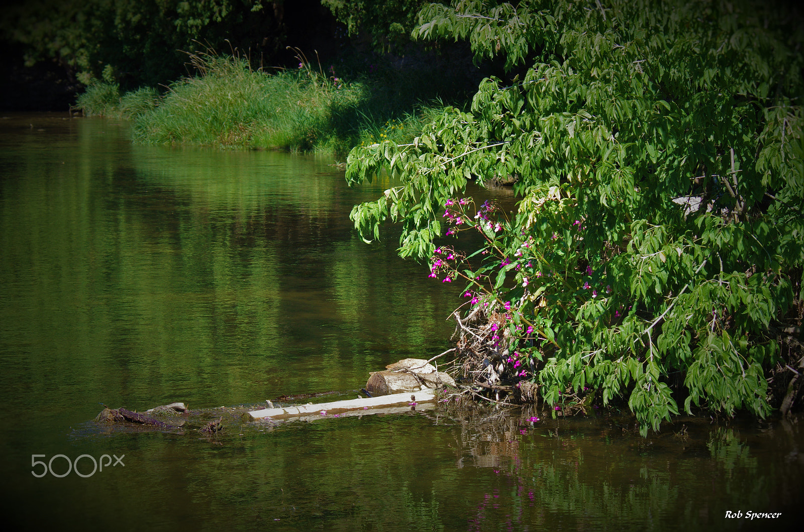 Pentax K-5 sample photo. Green reflections photography