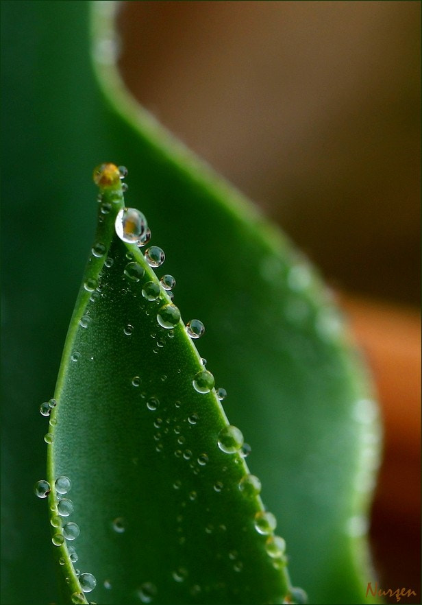 Canon EOS 60D + Canon EF 100mm F2.8L Macro IS USM sample photo. Green photography