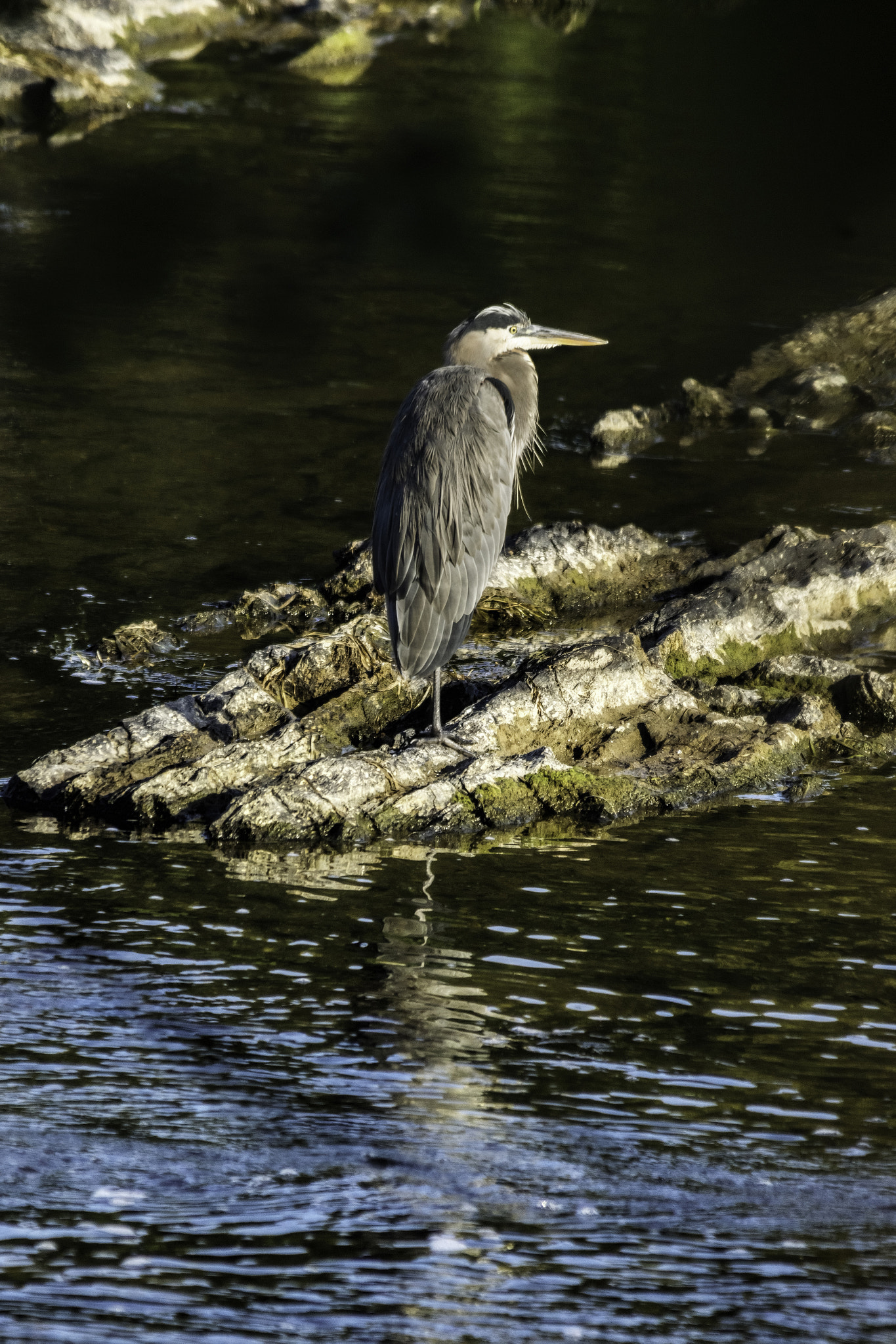 Sigma 150-500mm F5-6.3 DG OS HSM sample photo. Bird in the hand photography