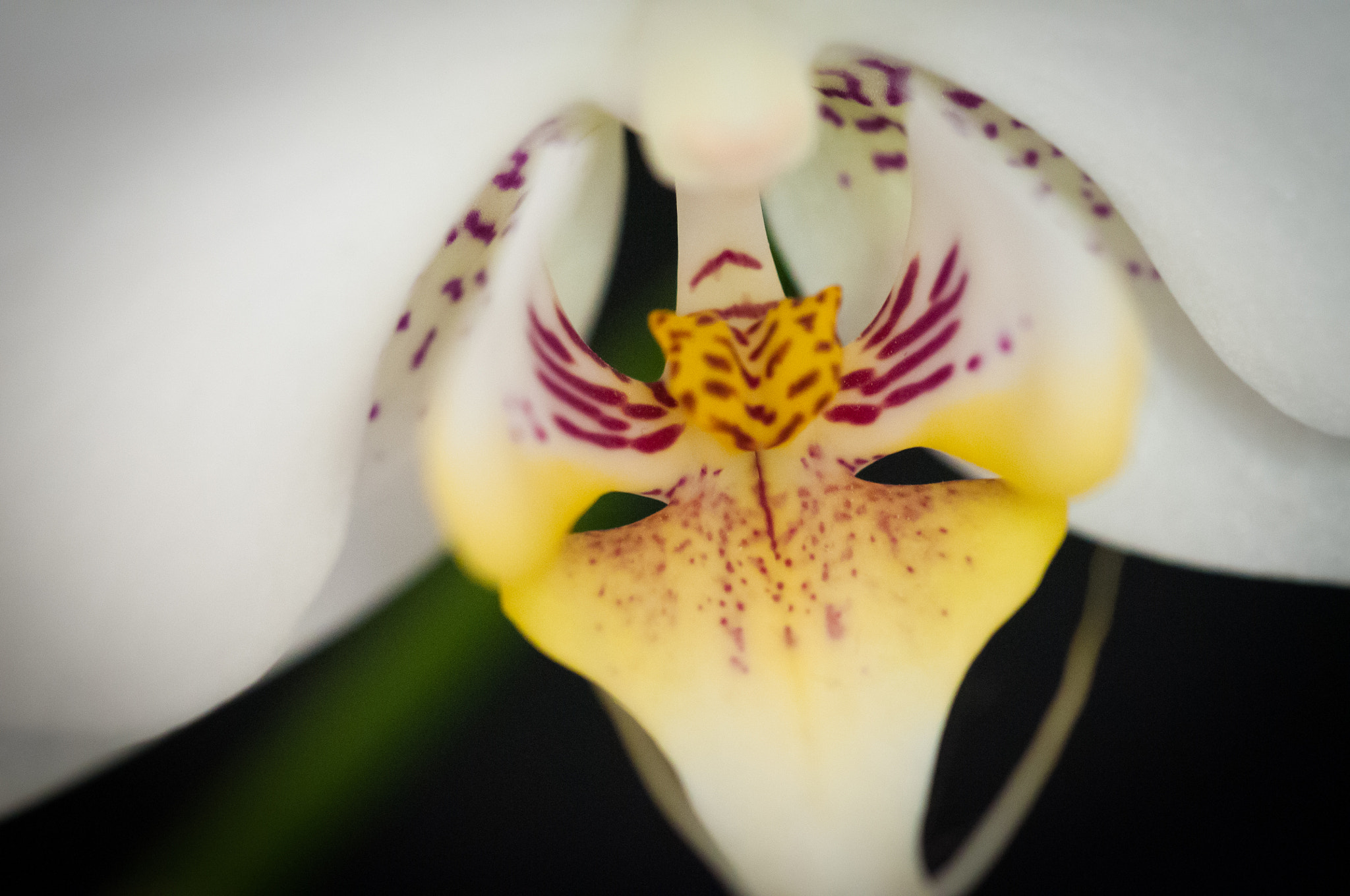 Nikon D300 + Sigma 150mm F2.8 EX DG Macro HSM sample photo. Phalaenopsis orchid photography