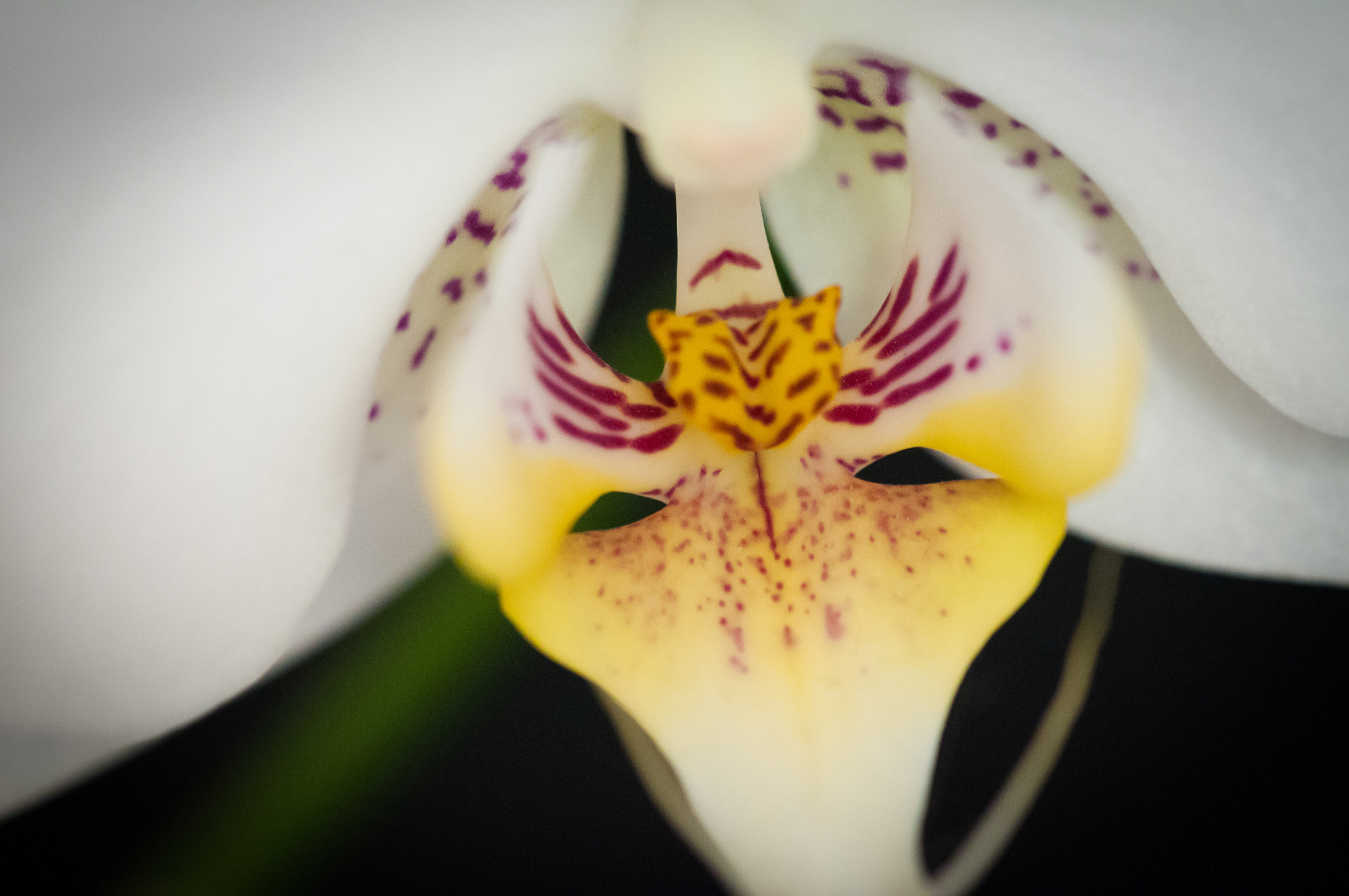 Sigma 150mm F2.8 EX DG Macro HSM sample photo. Phalaenopsis orchid photography