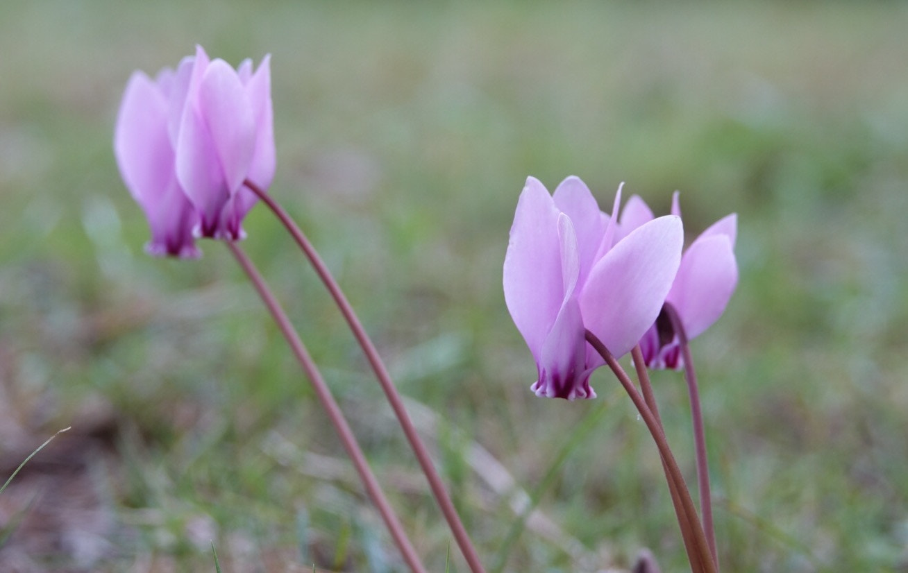 Sony 24-600mm F2.4-4.0 sample photo