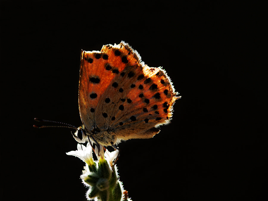 Pentax K20D + smc PENTAX-FA Macro 100mm F2.8 sample photo. Buterfly light photography