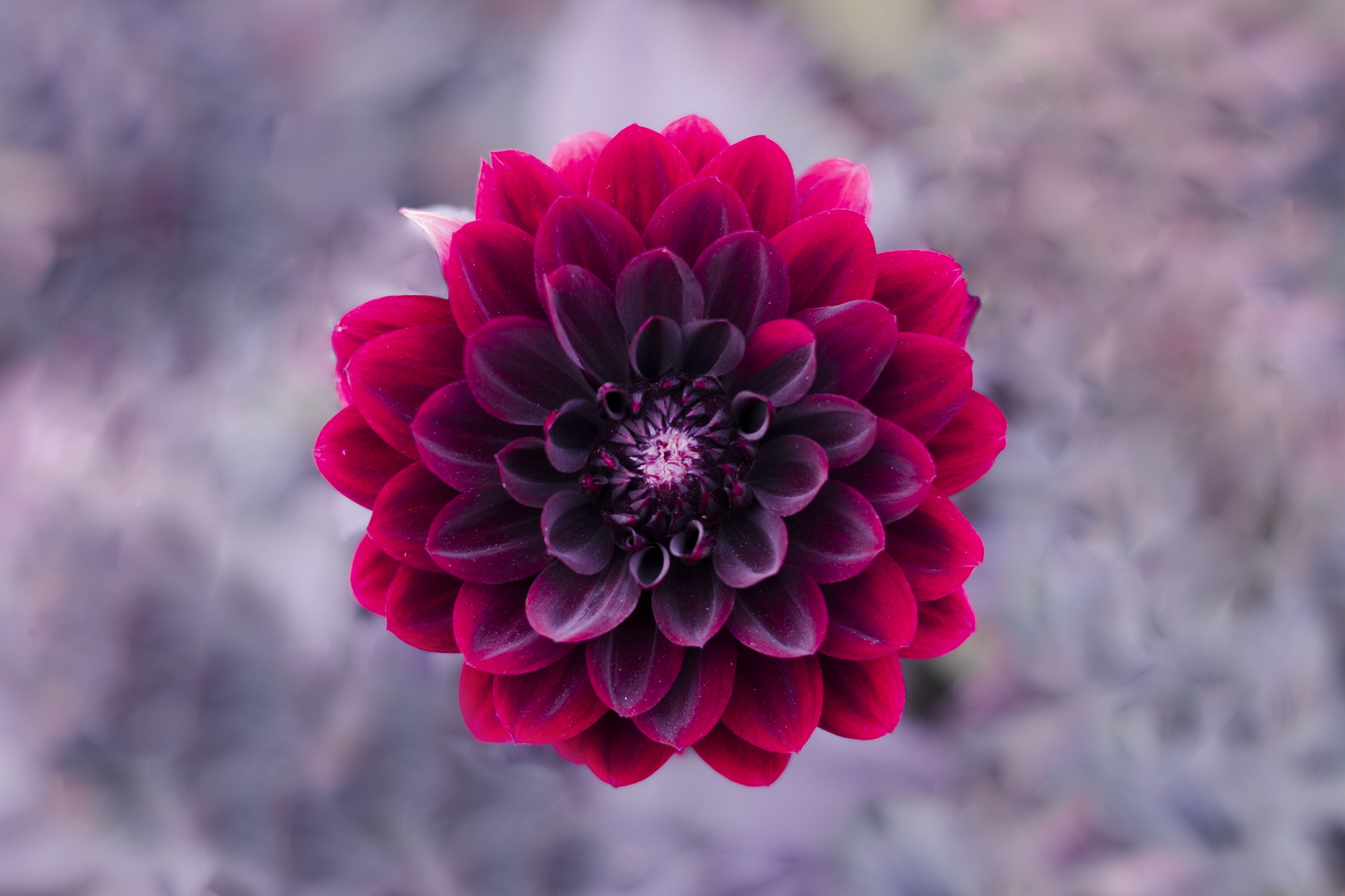 Pentax smc DA 50mm F1.8 sample photo. Symmetrical flower photography