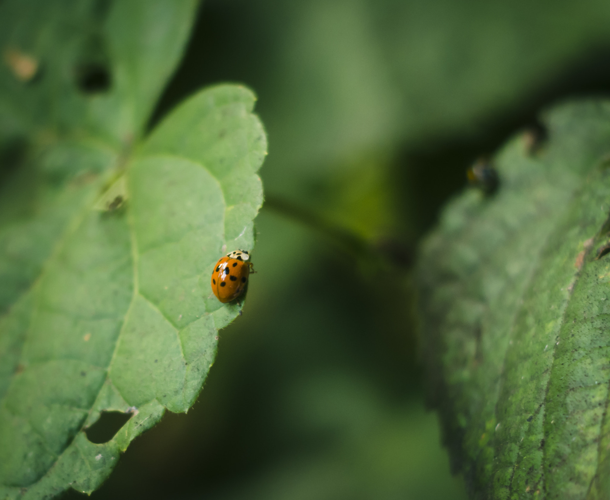 Pentax K-S2 sample photo. Ladybug photography