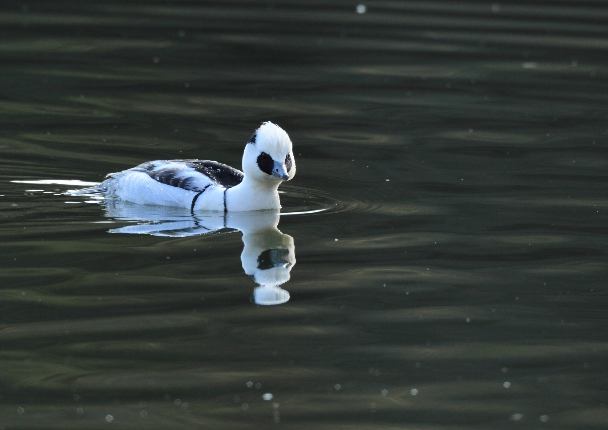 Canon EF 800mm F5.6L IS USM sample photo. ミコアイサ 湖面− photography