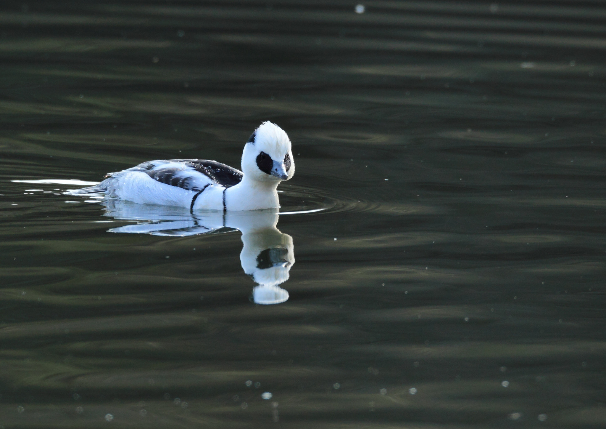 Canon EOS-1D Mark IV sample photo. ミコアイサ 湖面− photography