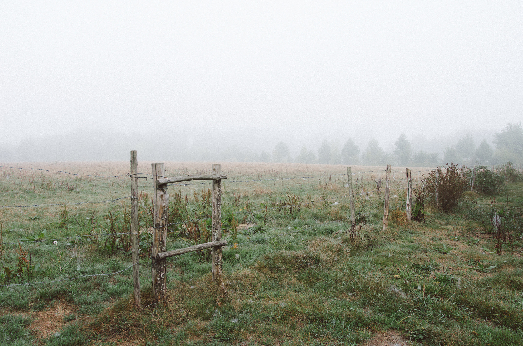 Sigma 18-35mm F1.8 DC HSM Art sample photo. Foggy field photography