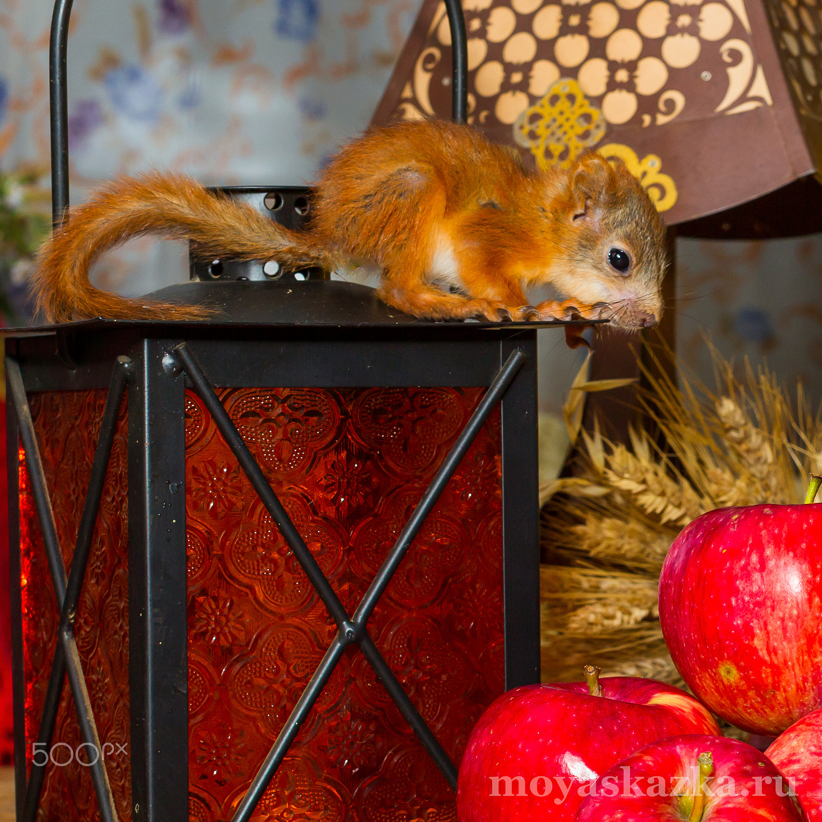 Canon EOS-1D Mark IV sample photo. Baby squirrels in the composition to the day of th photography