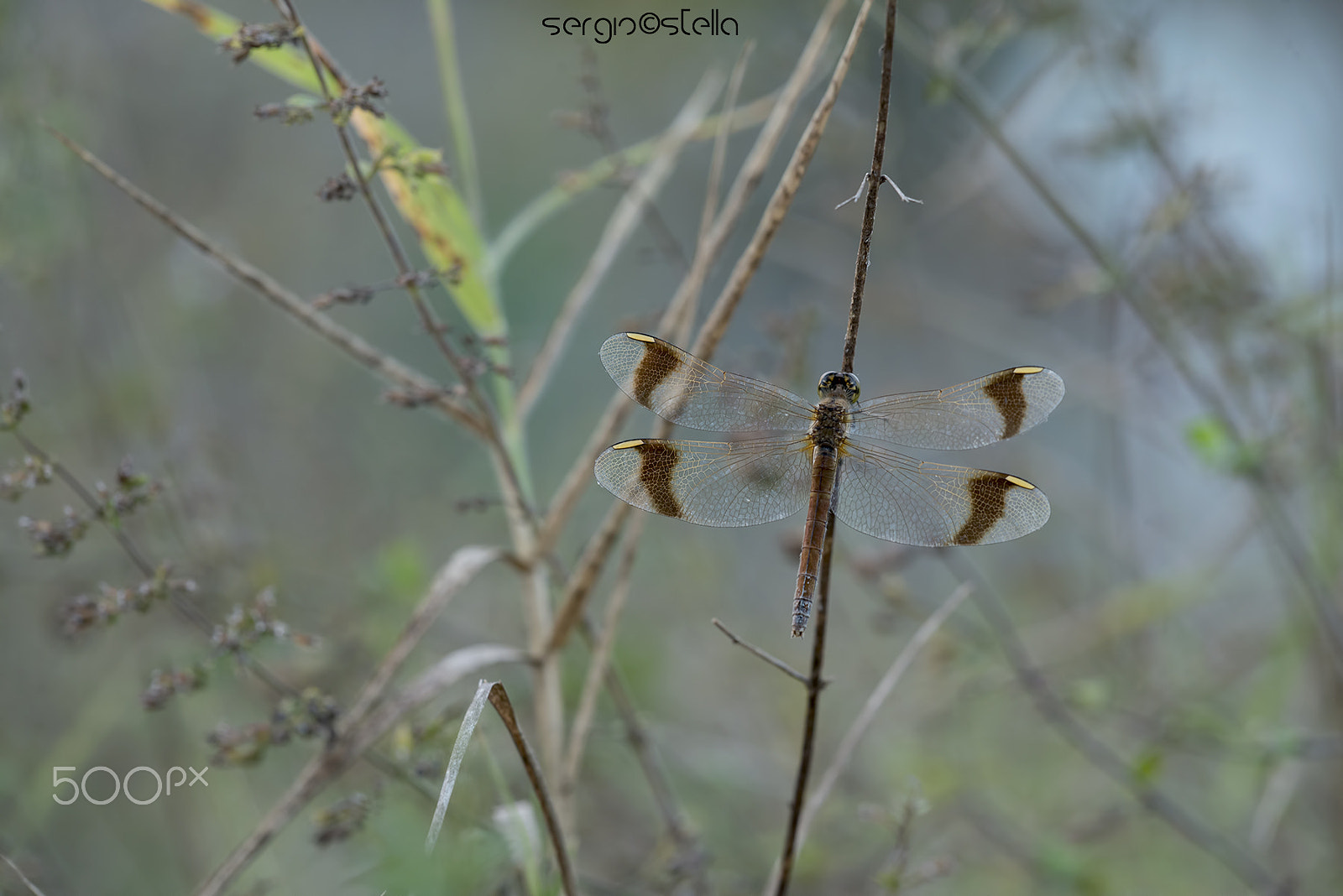 Nikon D610 + Sigma 150mm F2.8 EX DG Macro HSM sample photo. Sympetrum pedemontanum ♀ photography