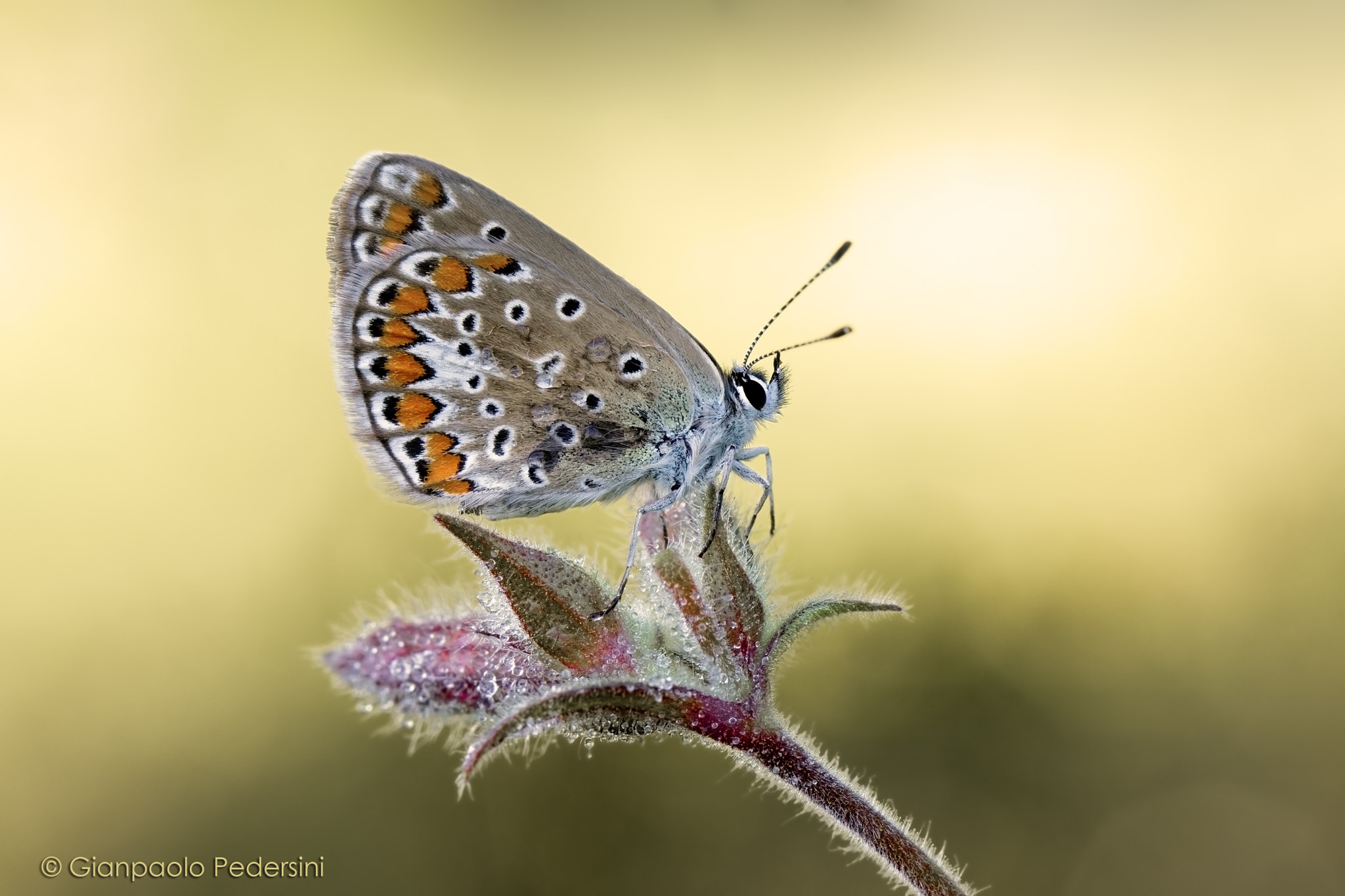 Canon EF 100mm F2.8L Macro IS USM sample photo. Polyommatus icarus photography